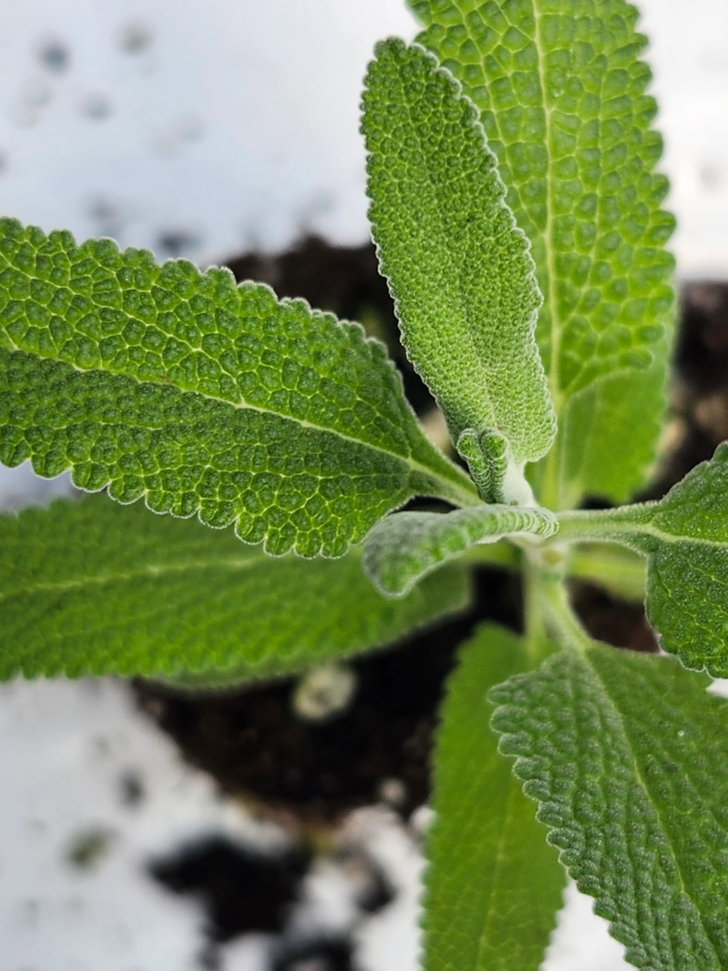 Salvia Leucophylla - Image 2