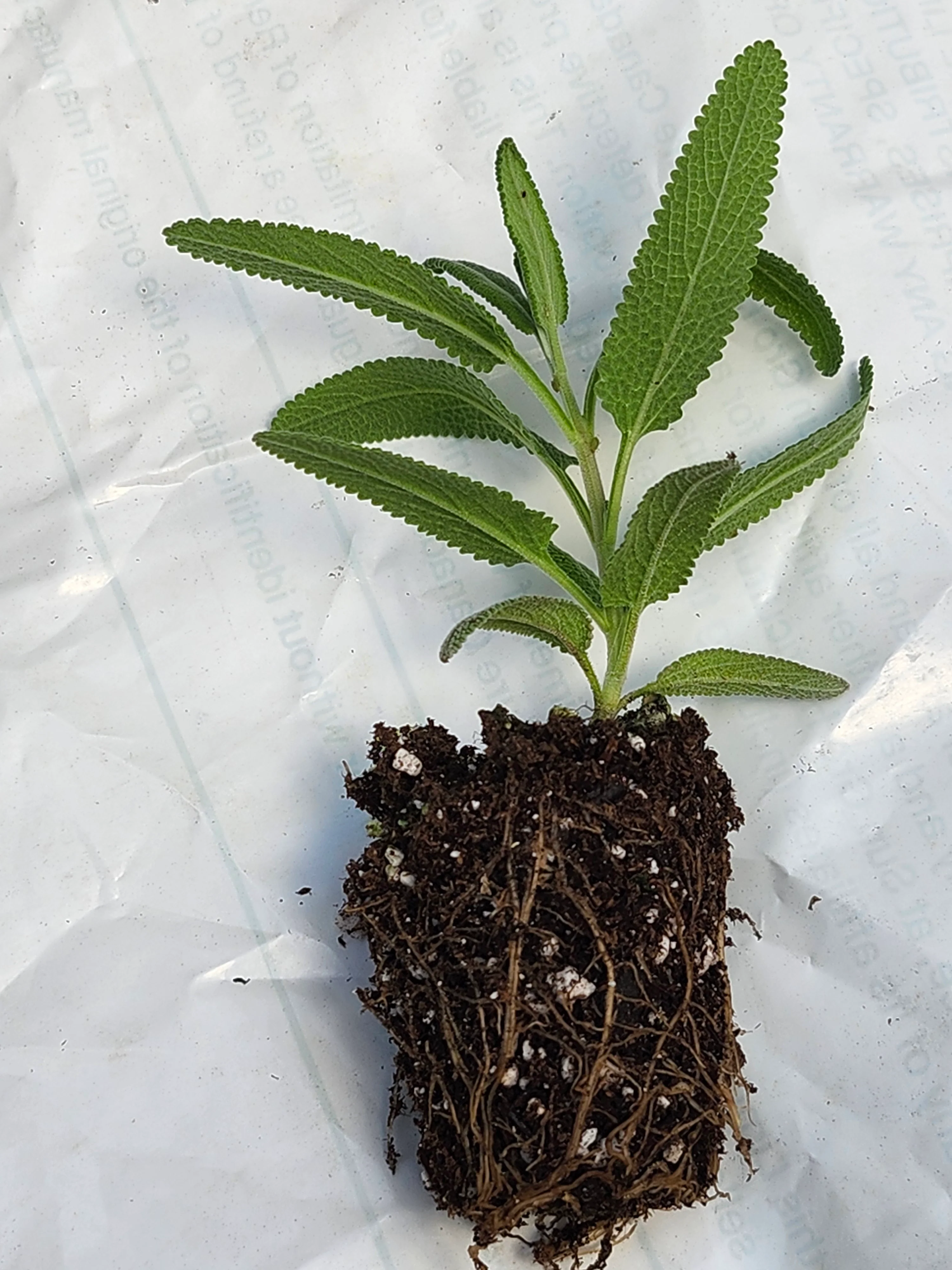 Salvia Leucophylla - Image 3