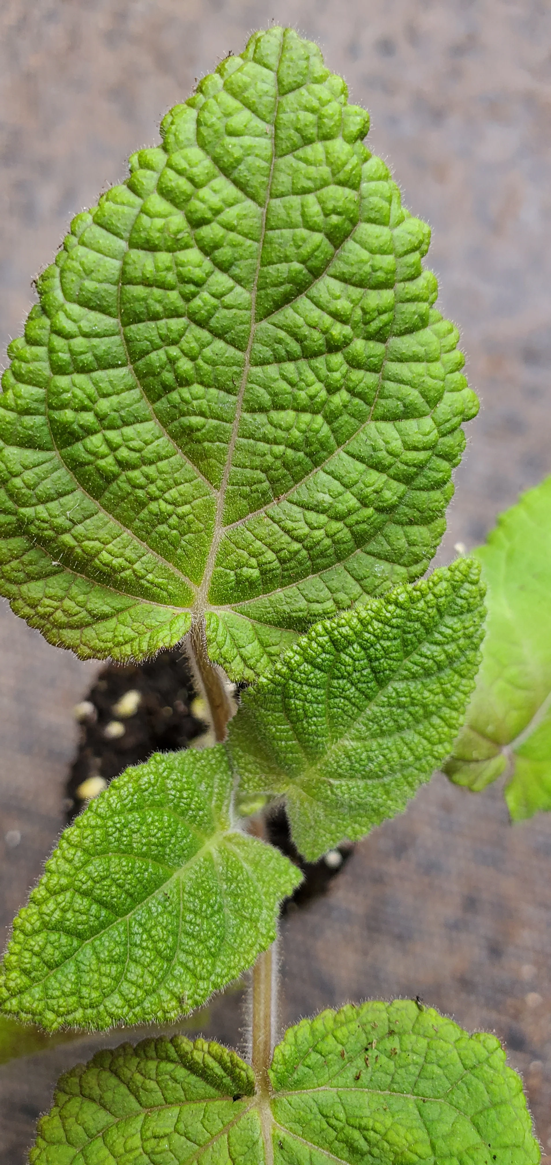 Salvia Macrophylla Purple Leaf Big Leaf Sage
