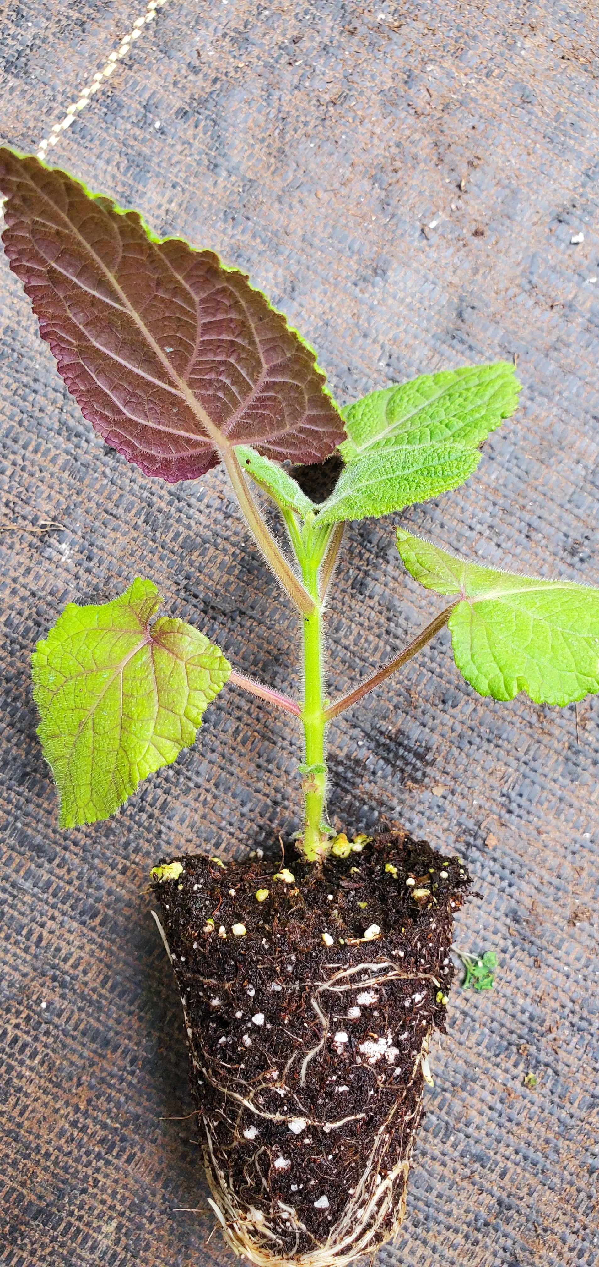 Salvia Macrophylla Purple Leaf Big Leaf Sage - Image 2