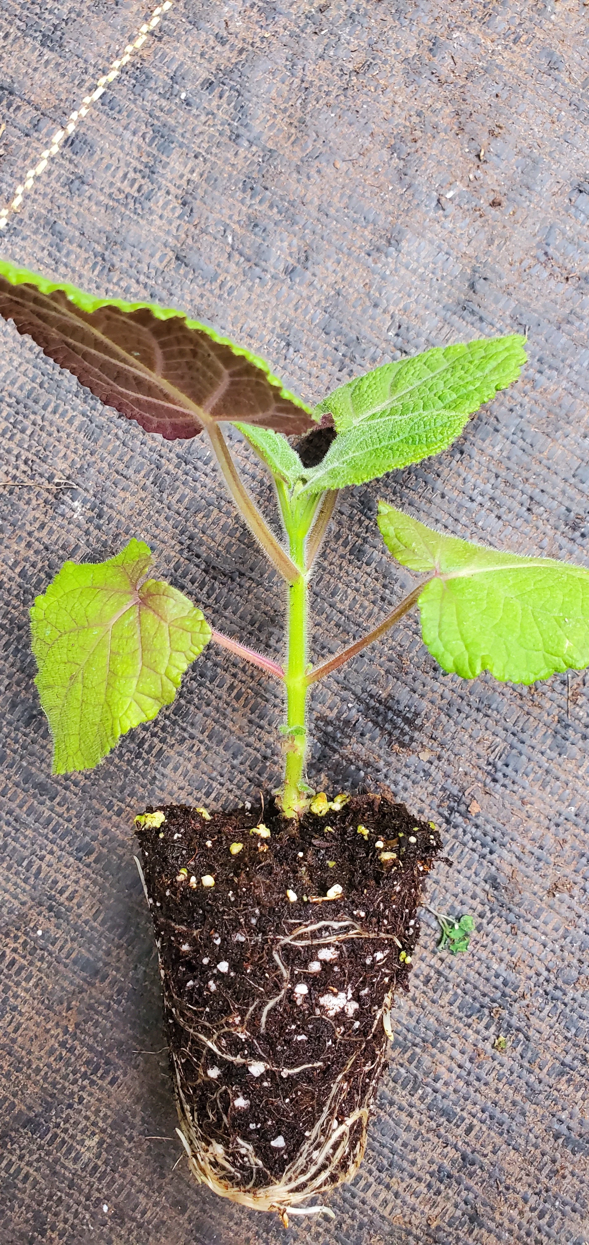 Salvia Macrophylla Purple Leaf Big Leaf Sage - Image 3