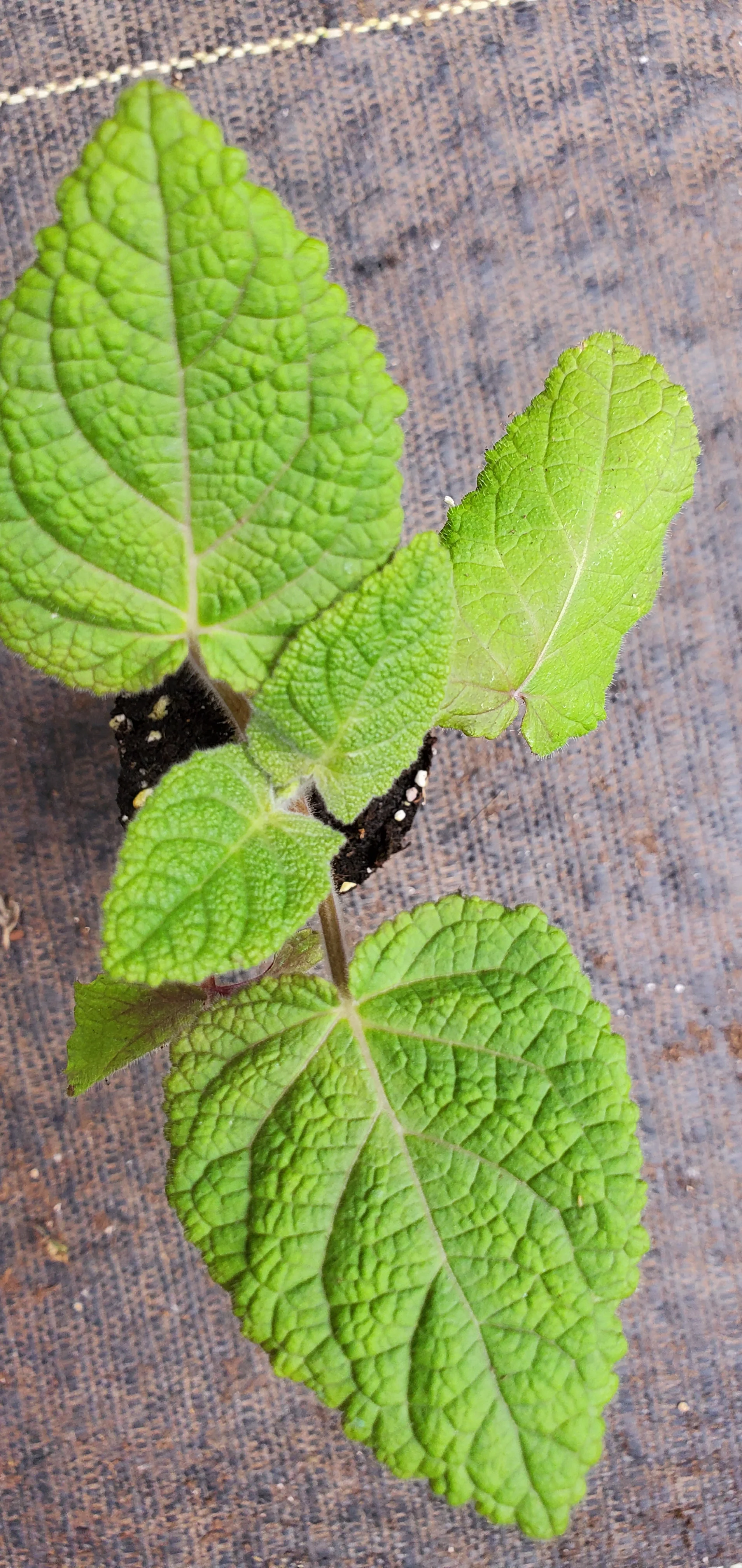 Salvia Macrophylla Purple Leaf Big Leaf Sage - Image 4