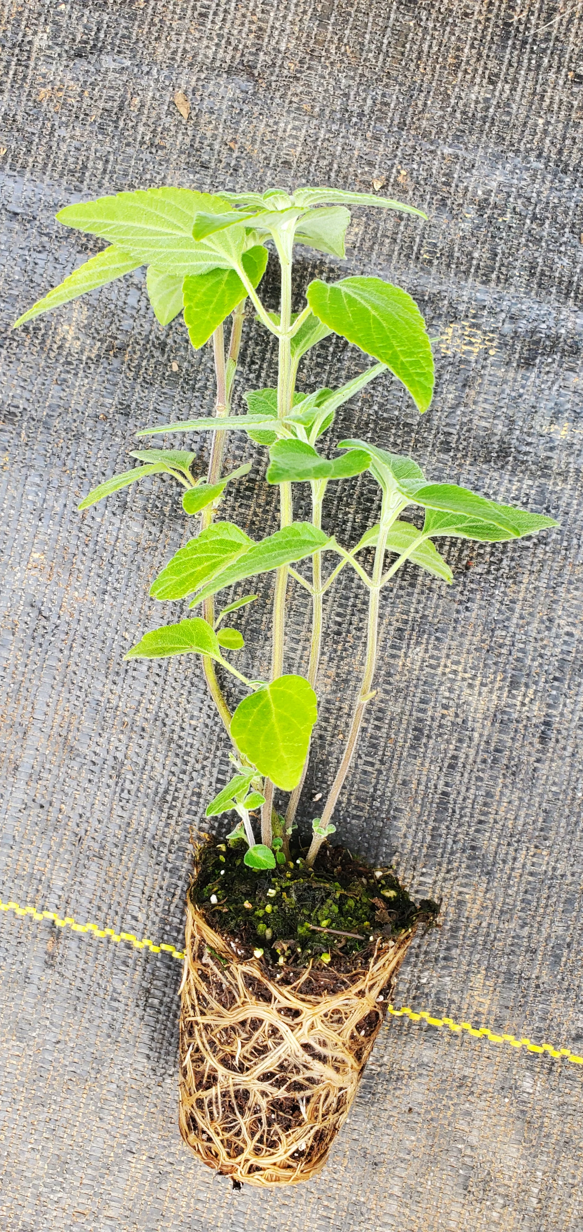 Salvia Mexican Limelight - Image 2