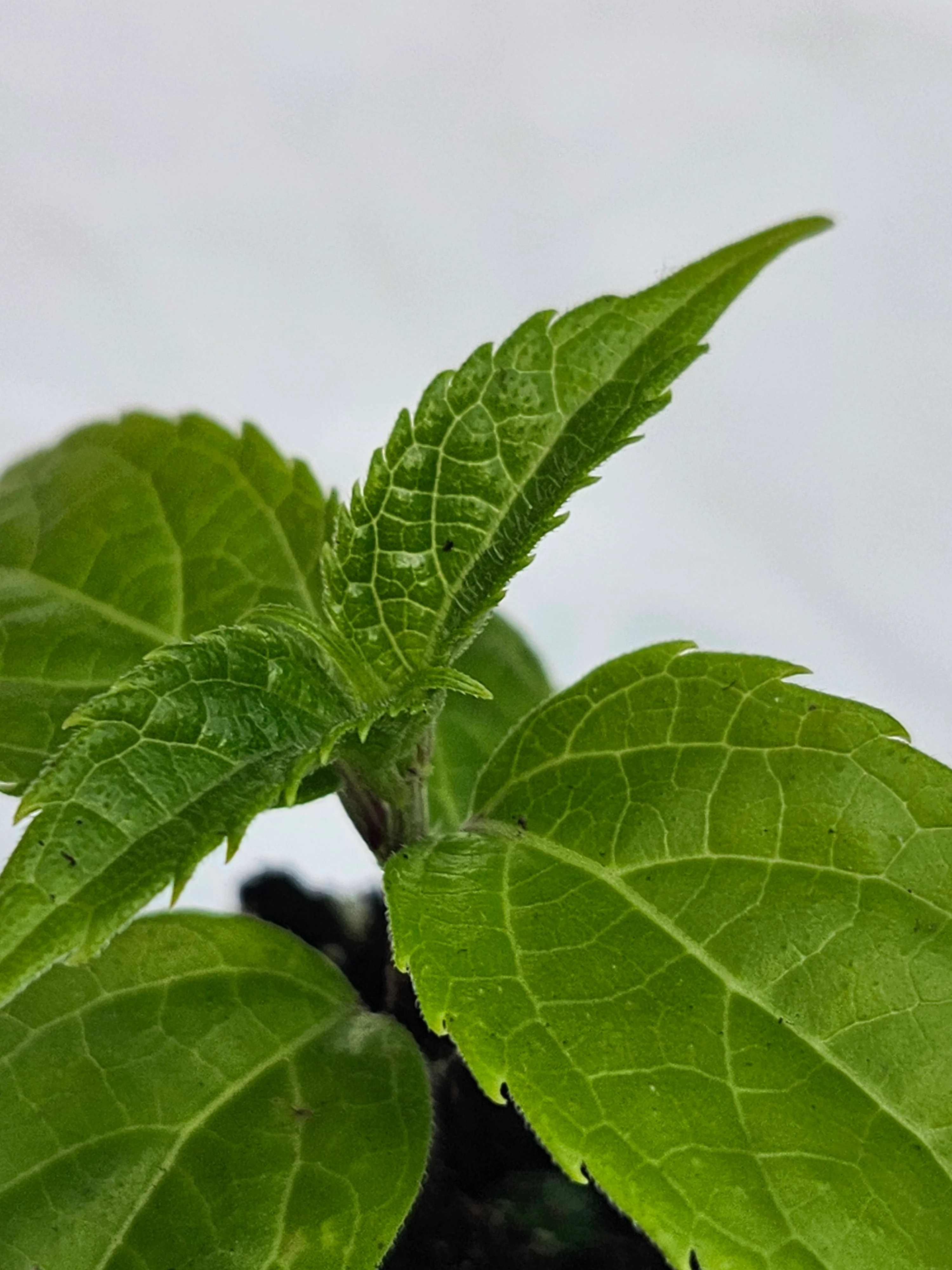 Salvia Oxyphora Bolivian Hummingbird Sage - Image 2