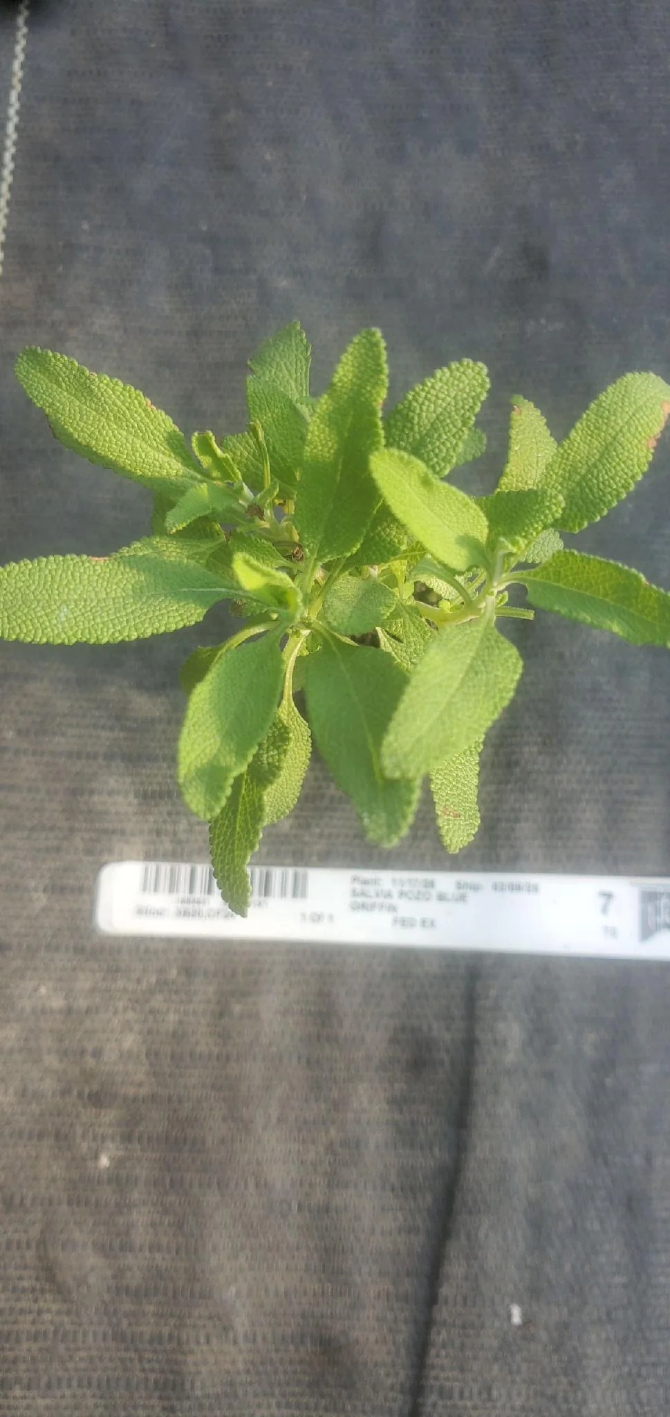 Salvia Pozo Blue - Image 2