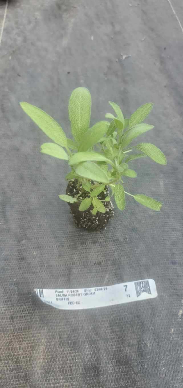 Salvia Robert Grimm Sage Dwarf Culinary Sage
