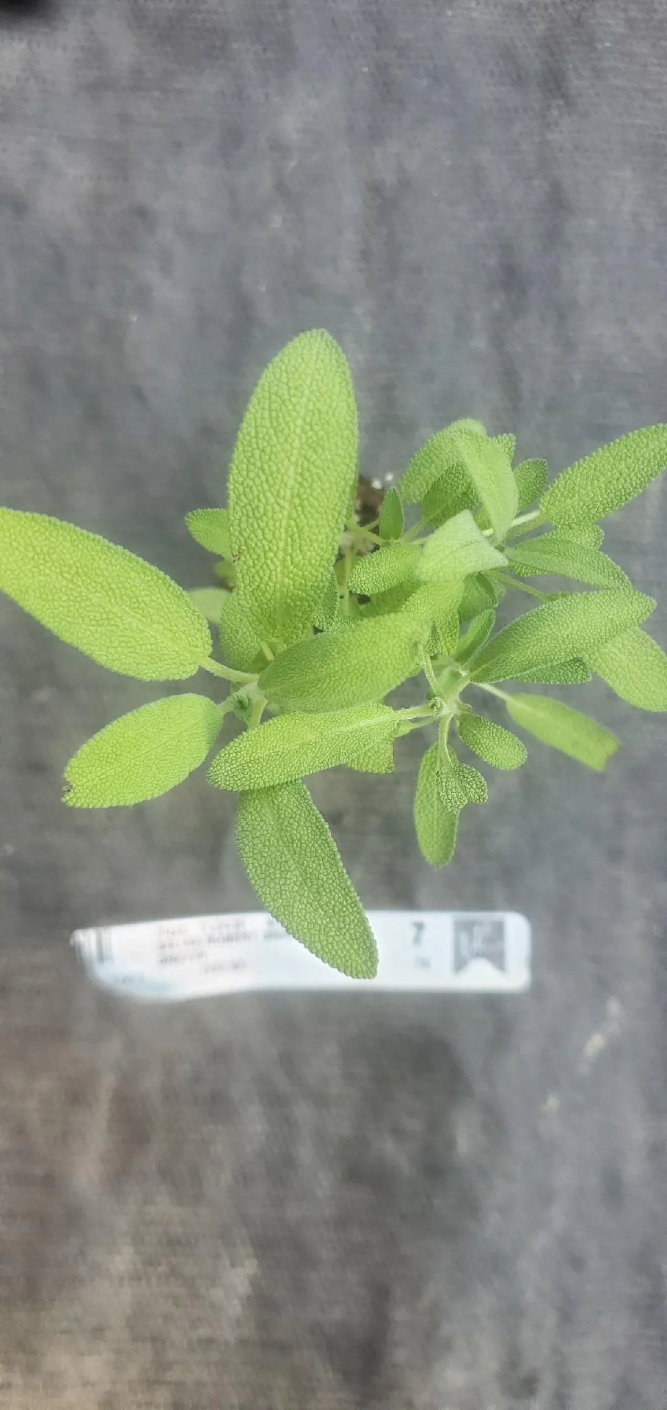 Salvia Robert Grimm Sage Dwarf Culinary Sage - Image 2