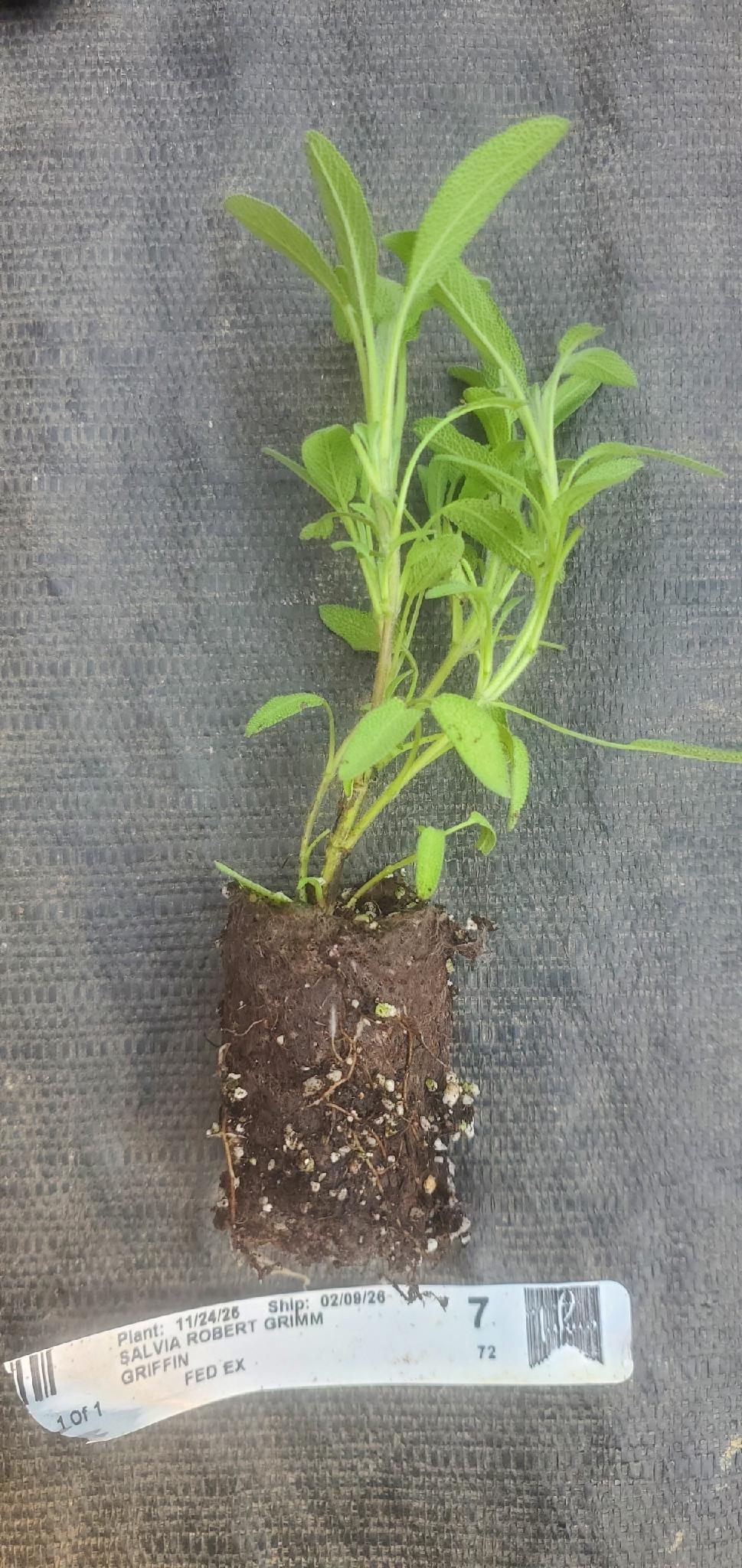 Salvia Robert Grimm Sage Dwarf Culinary Sage - Image 3