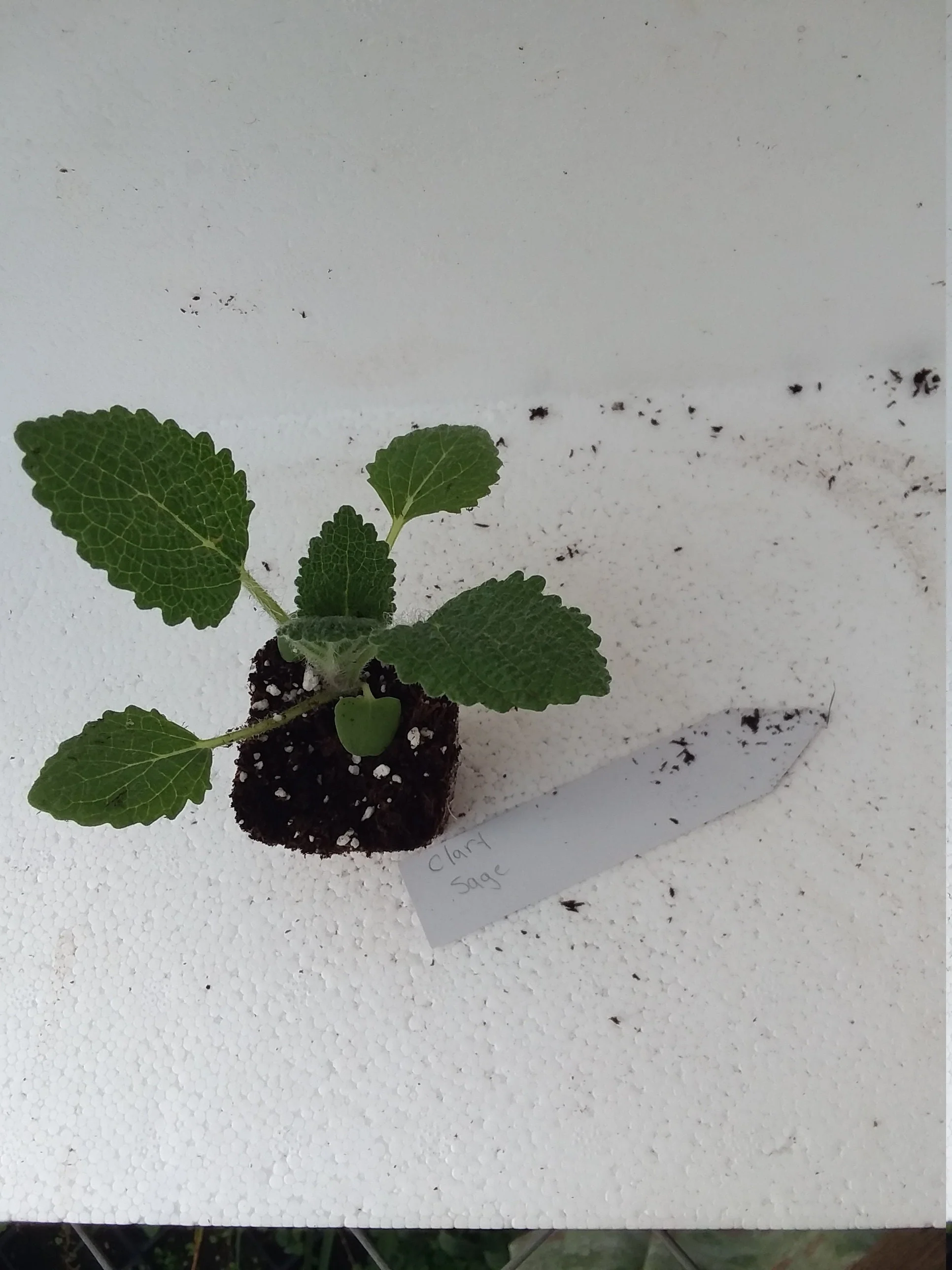 Salvia Sclarea Clary Sage - Image 3