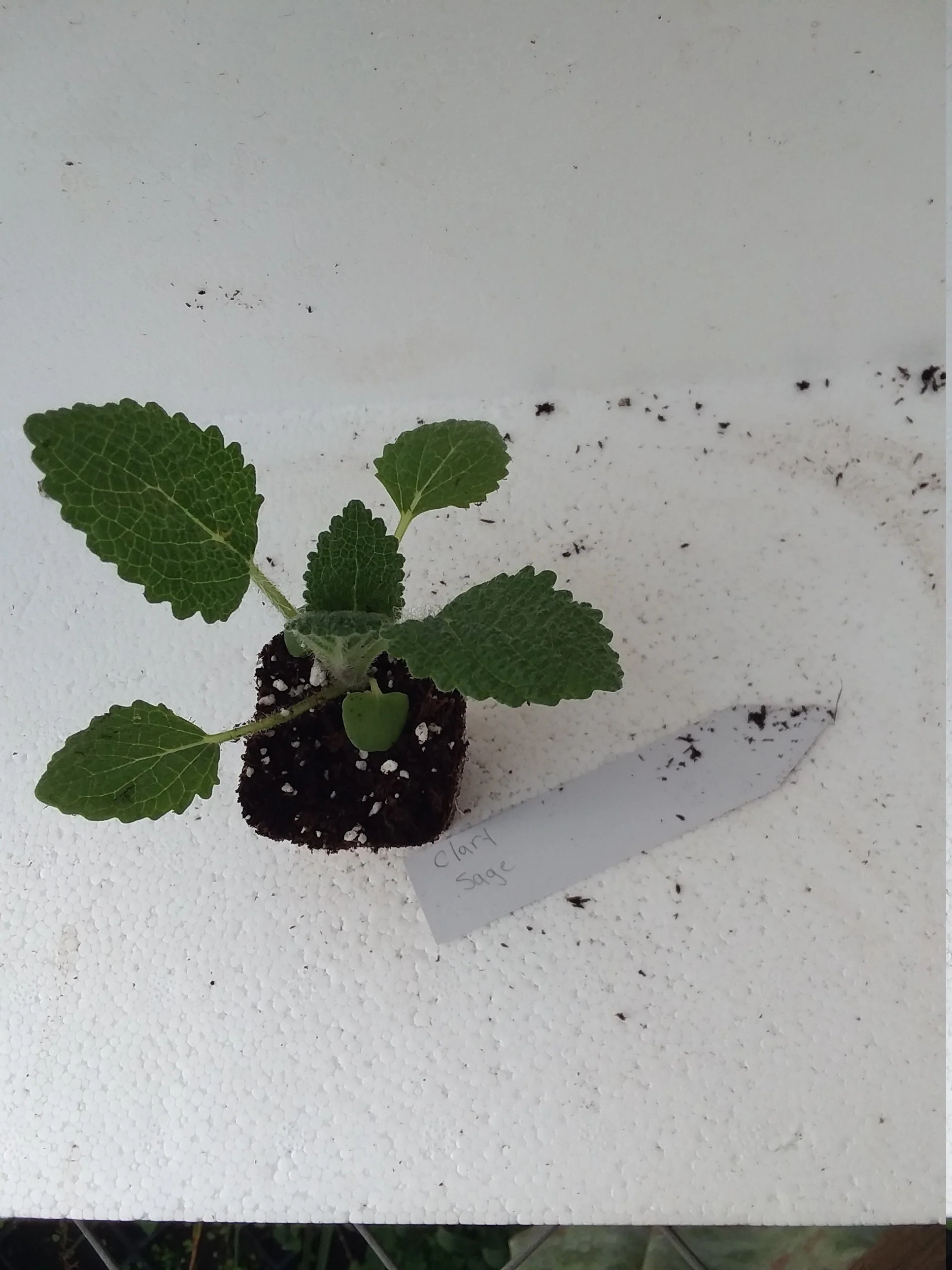 Salvia Sclarea Clary Sage - Image 4