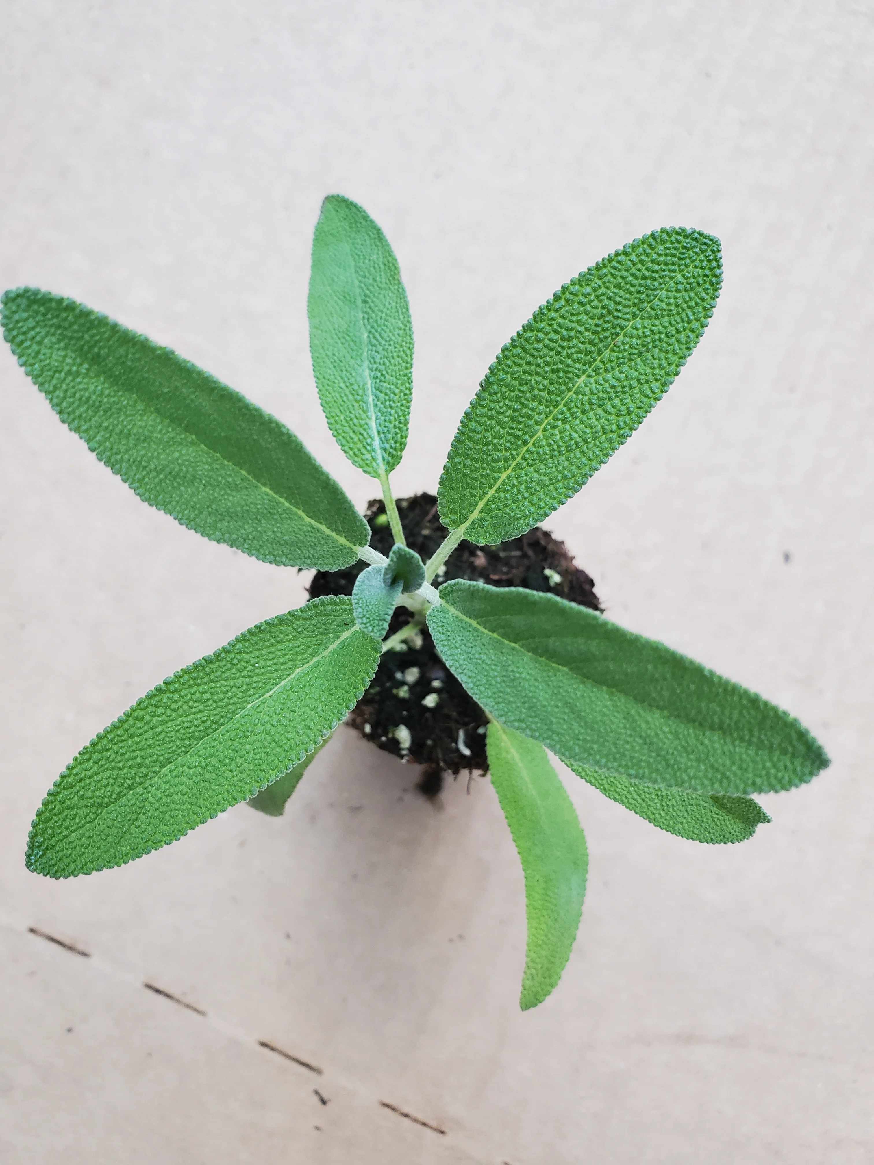Salvia Silver Scent