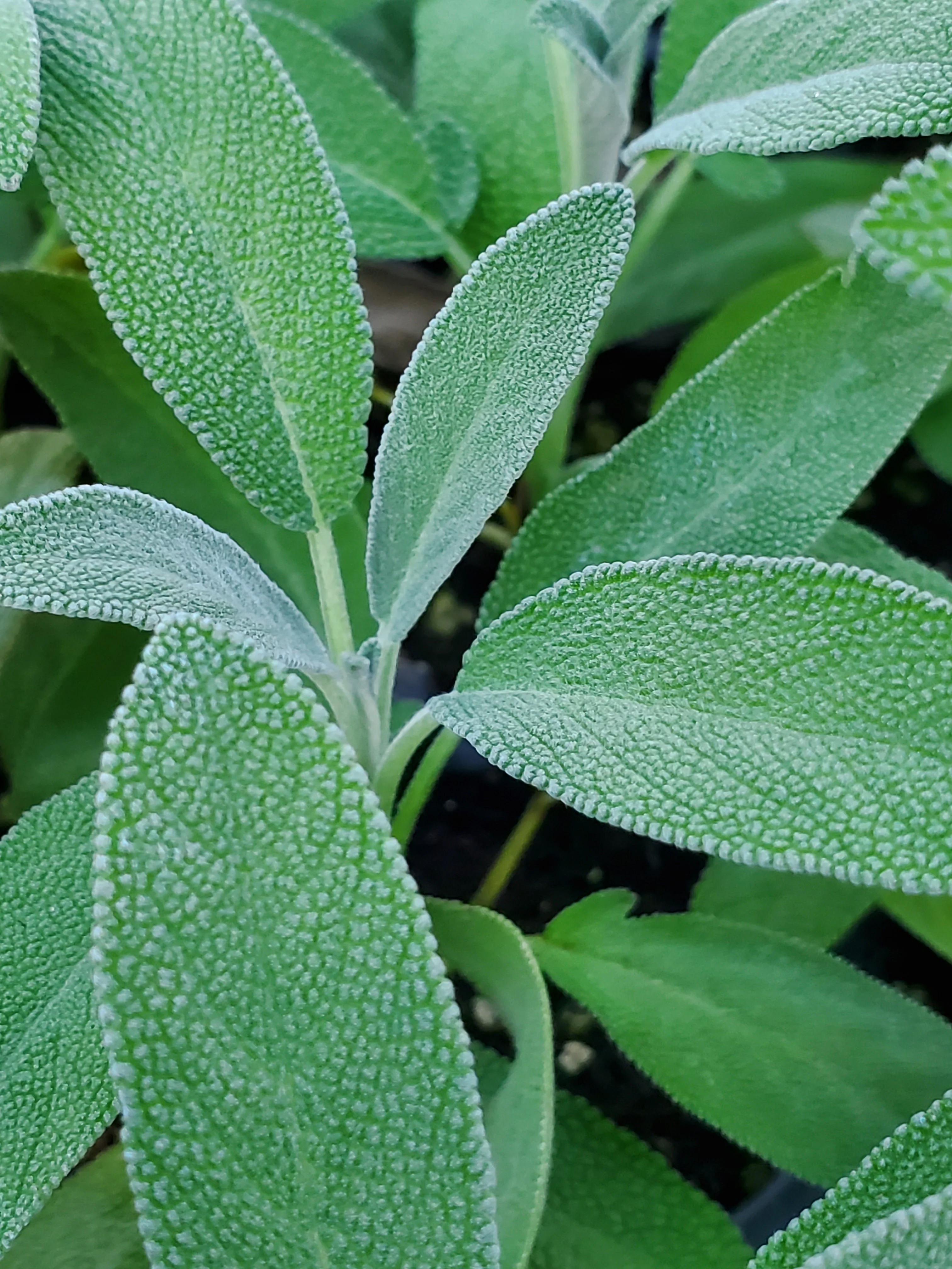 Salvia Silver Scent - Image 3