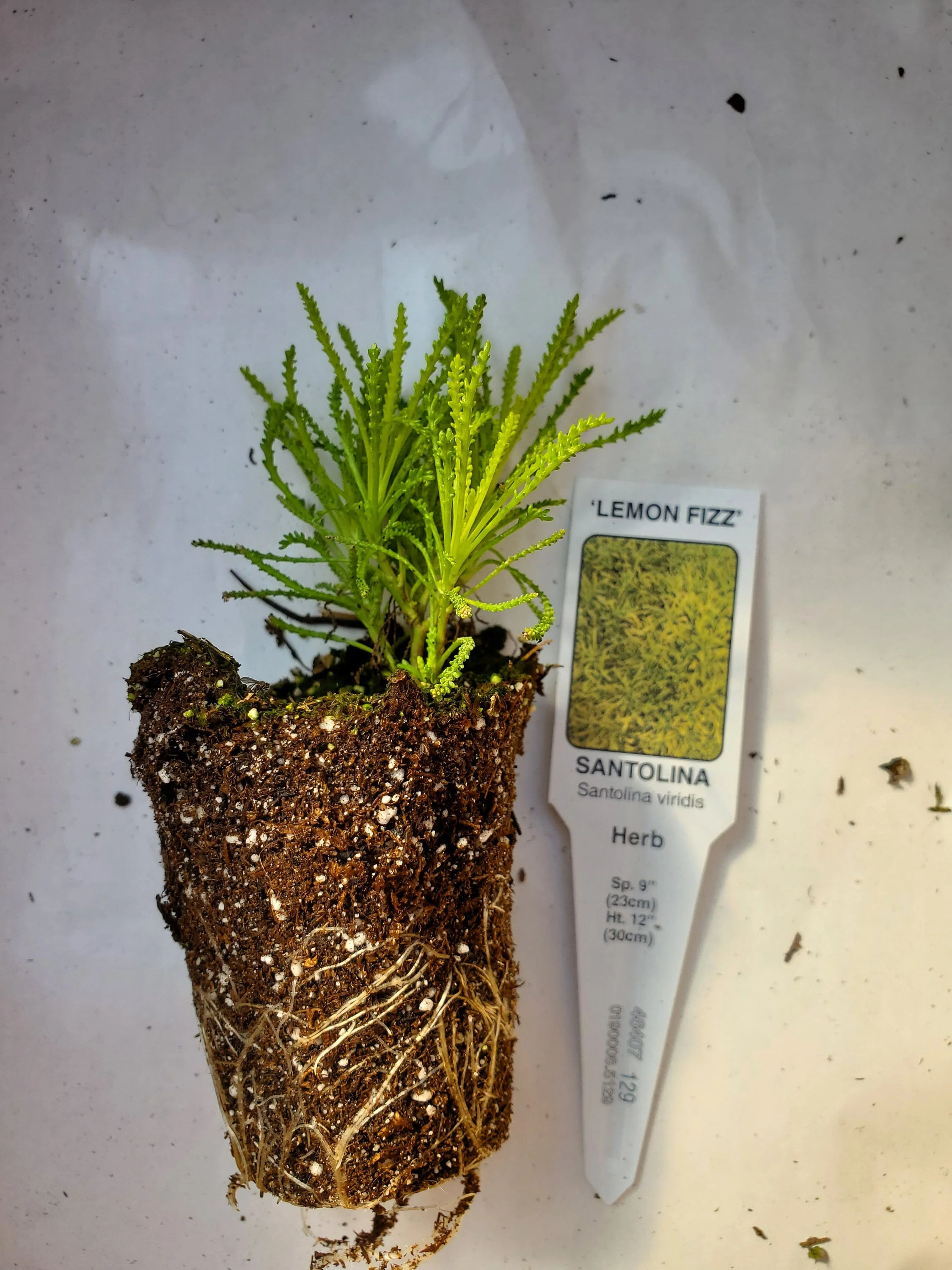Santolina Lemon Fizz - Image 2