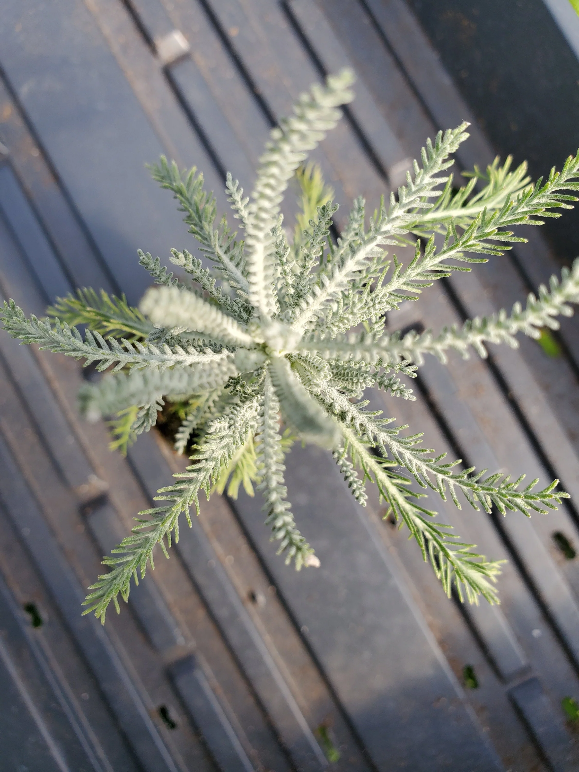 Santolina tomentosa chamaecyparissus