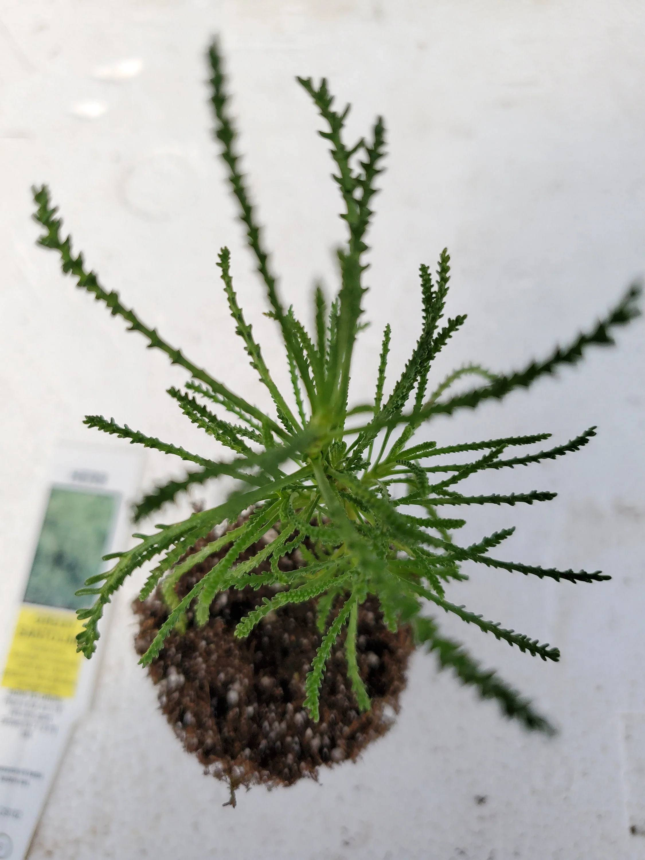 Santolina Viridis - Image 2