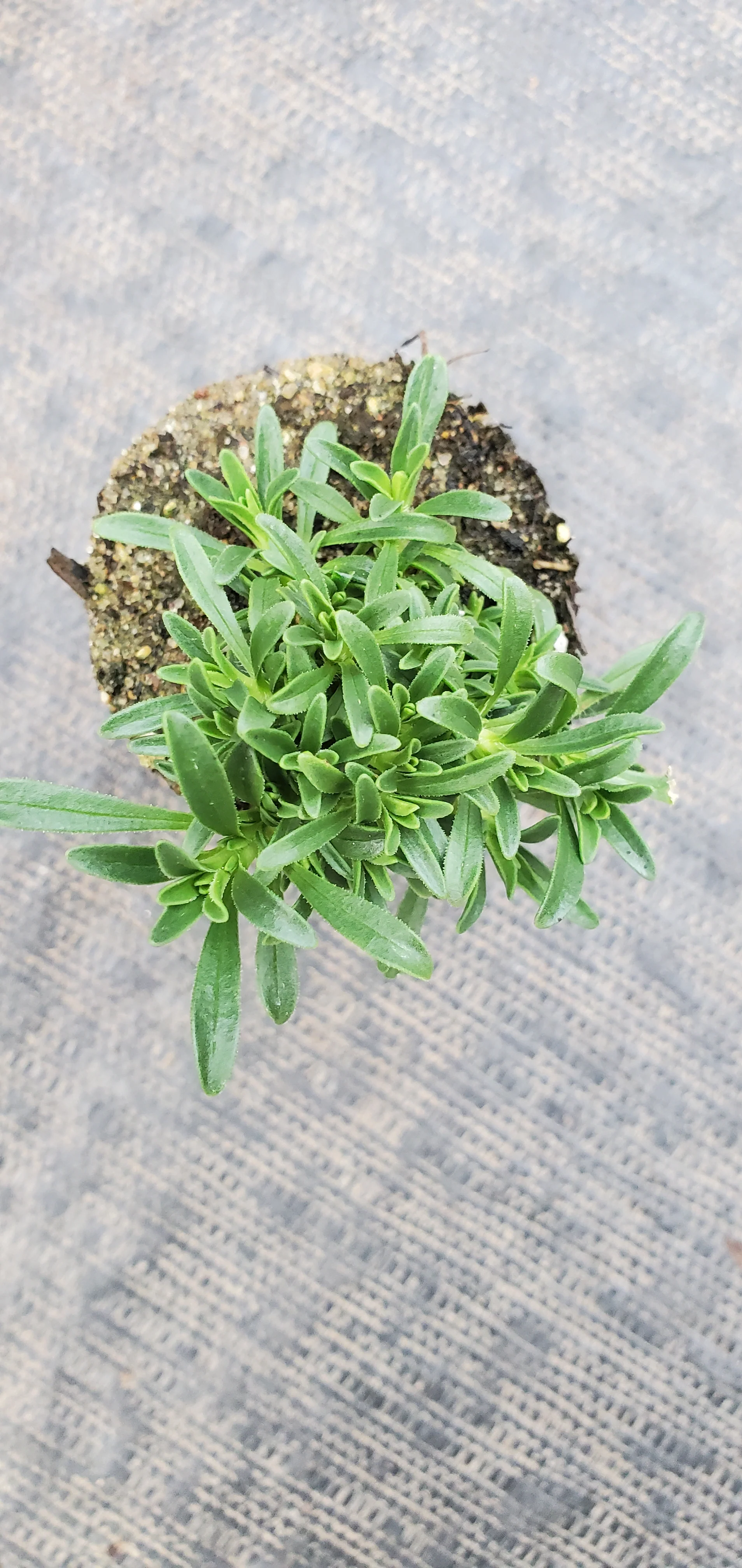 Saponaria Bressingham Pink