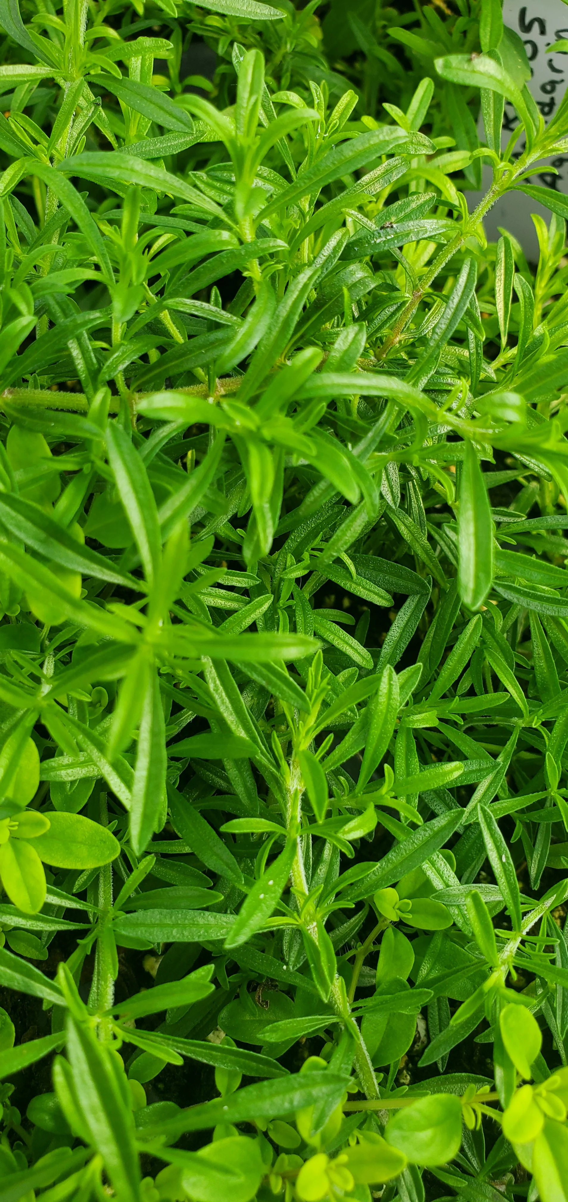 Satureja Spicigera