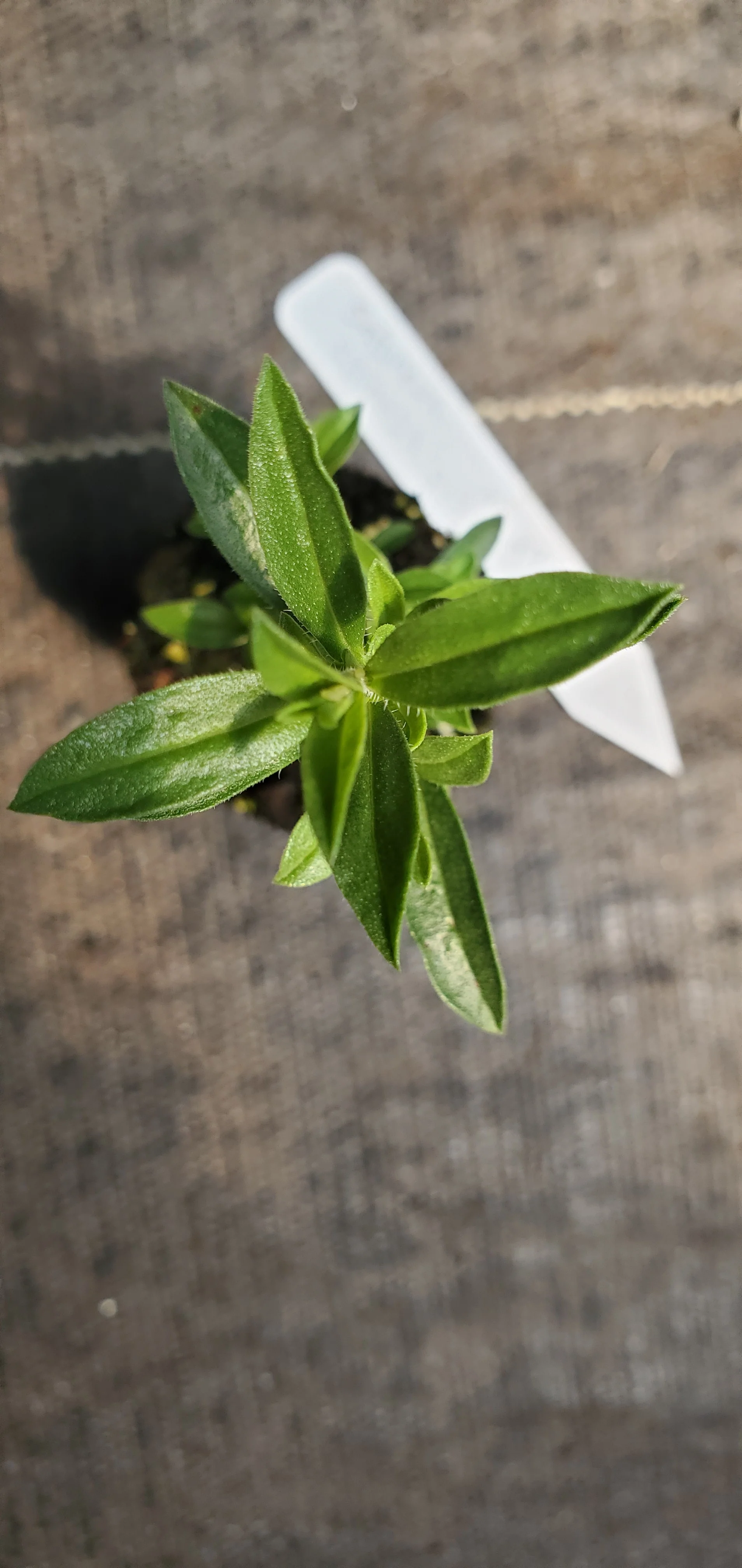 Satureja Spinosa Pygmy Savory