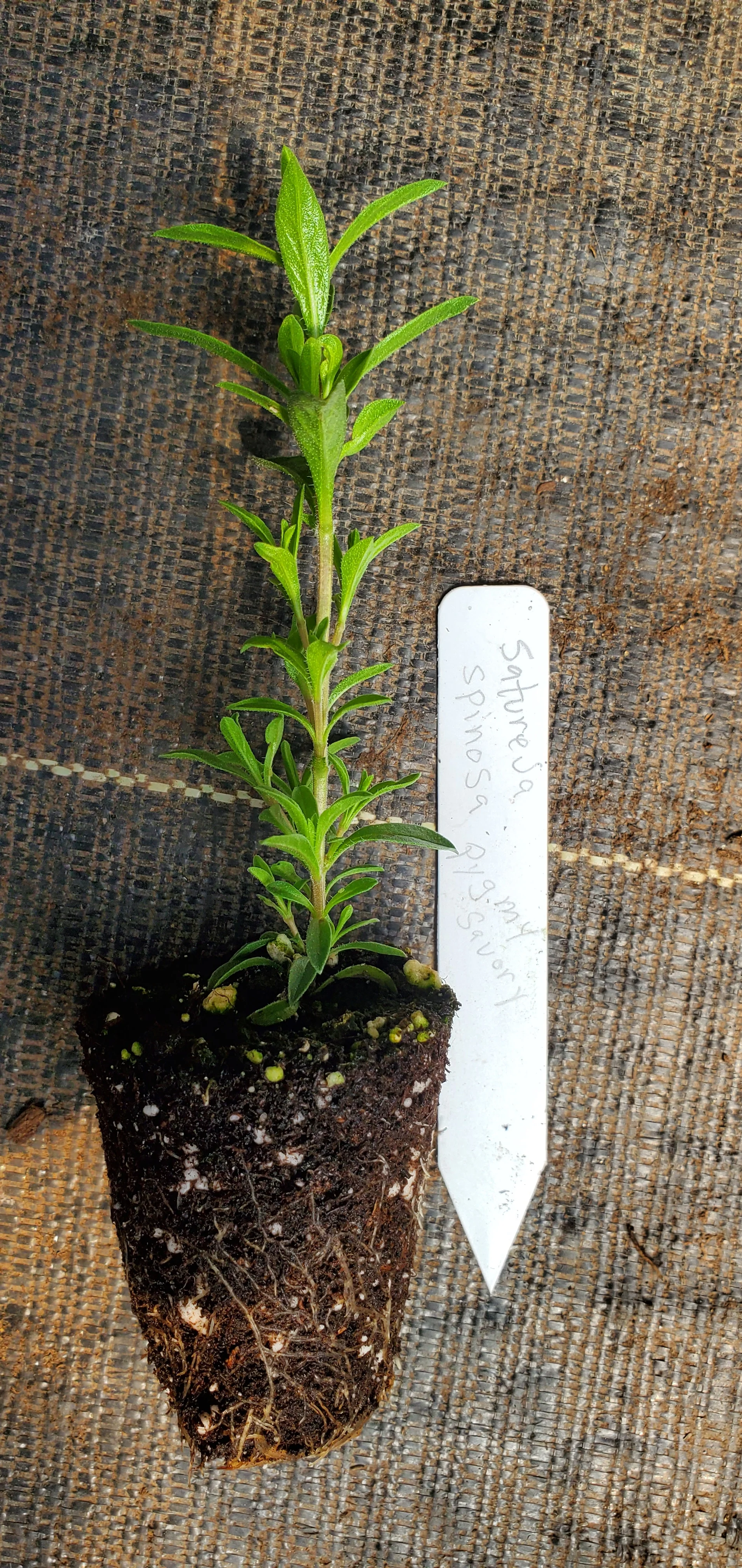 Satureja Spinosa Pygmy Savory - Image 2