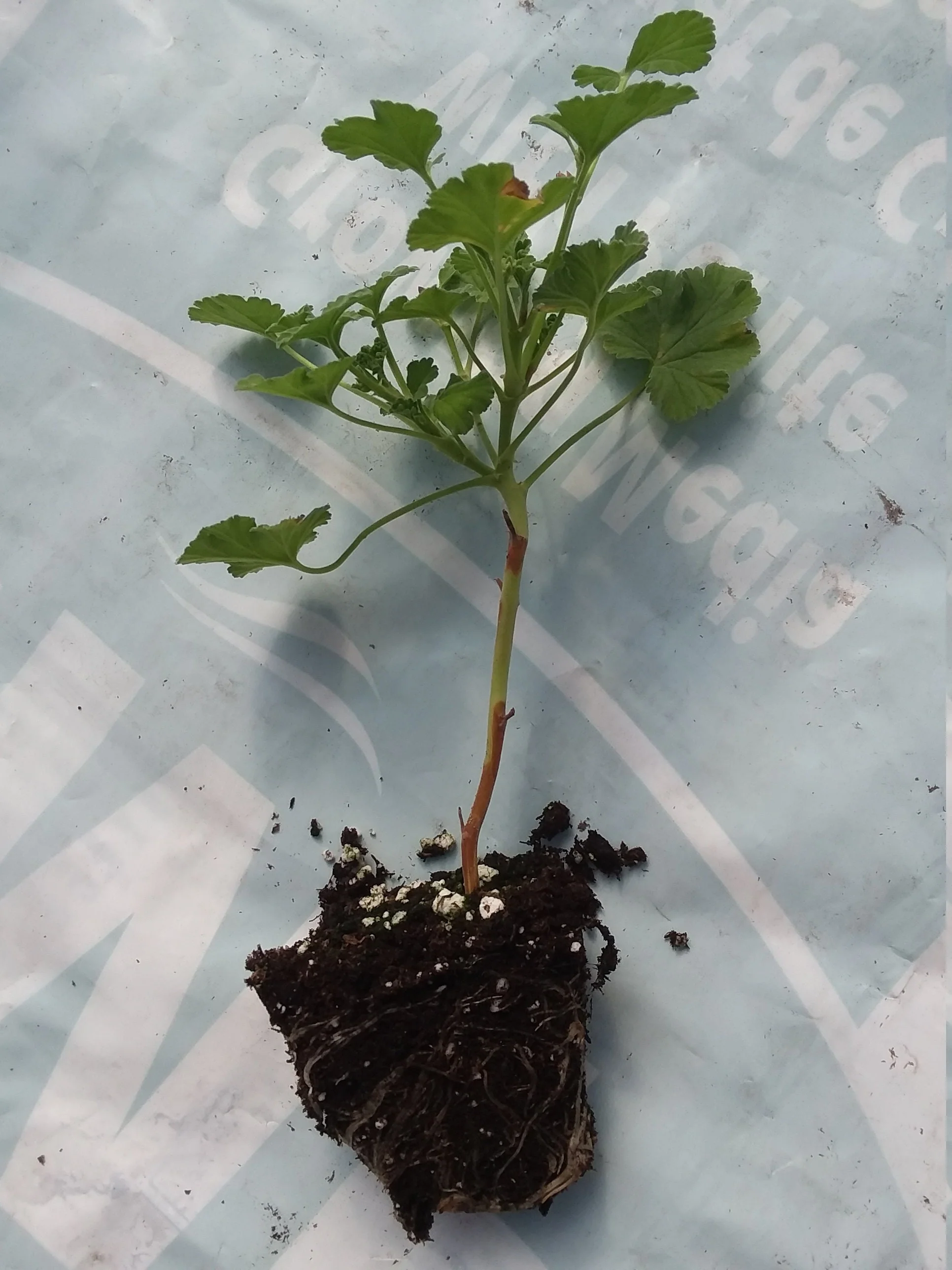 Scented Geranium 'Apple scent' - Image 3