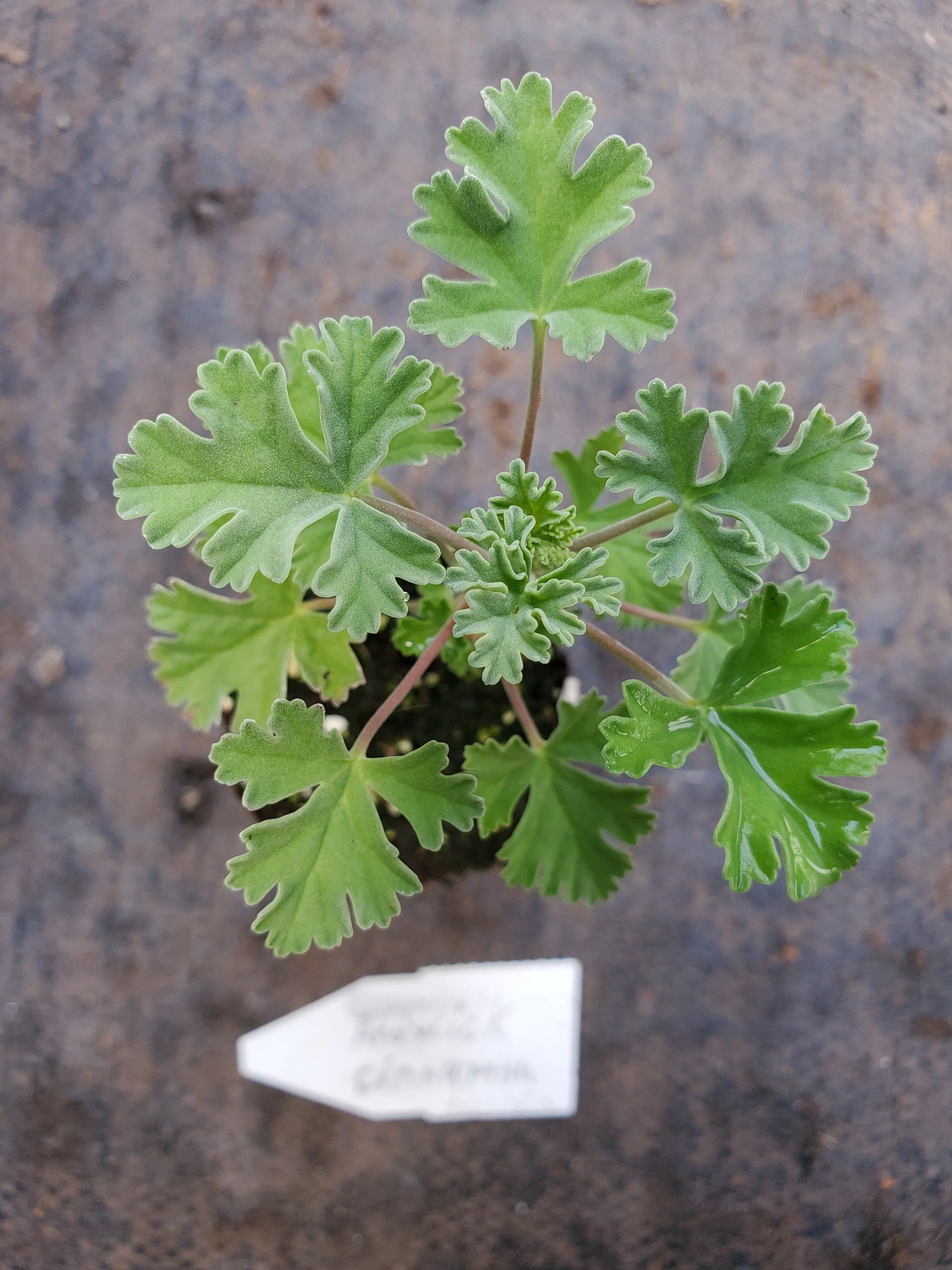 Scented Geranium Ardwick Cinnamon