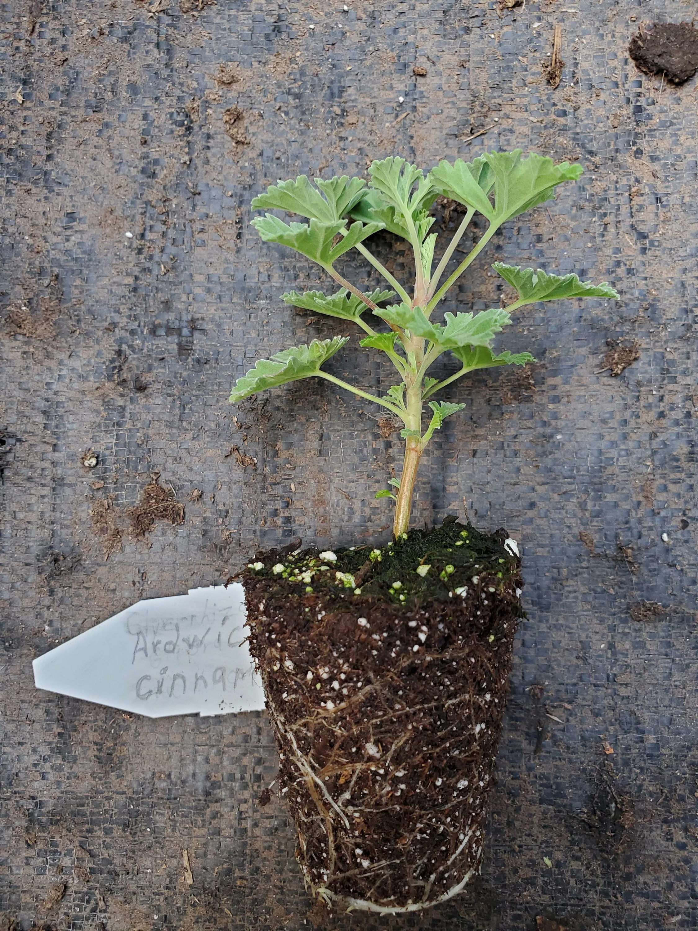 Scented Geranium Ardwick Cinnamon - Image 2