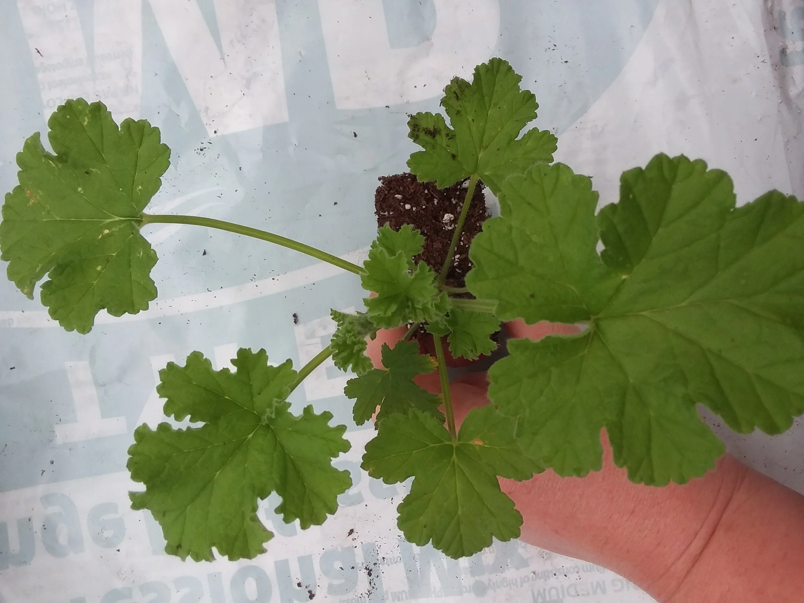Scented Geranium Attar of Roses