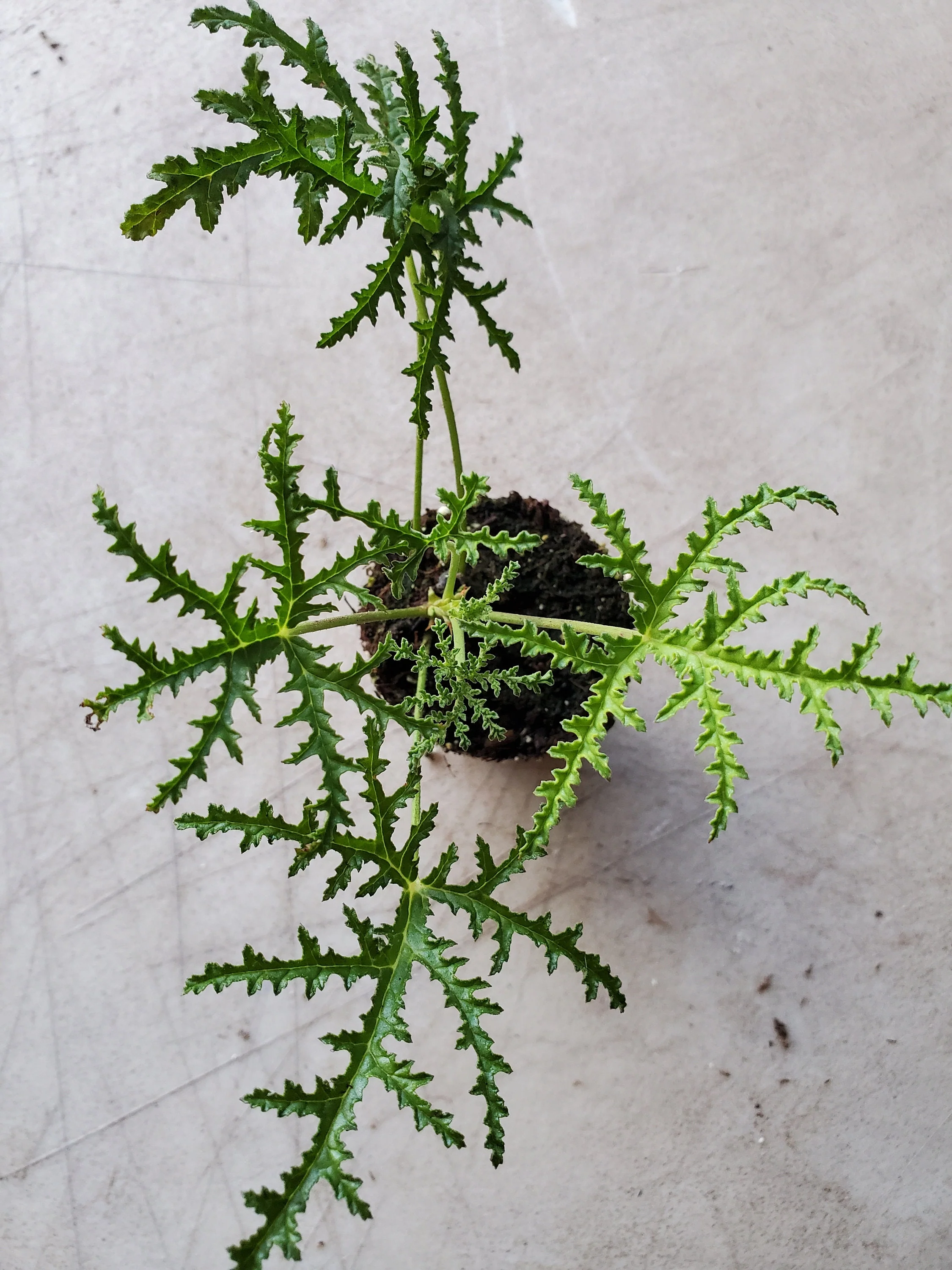 Scented Geranium Balsam