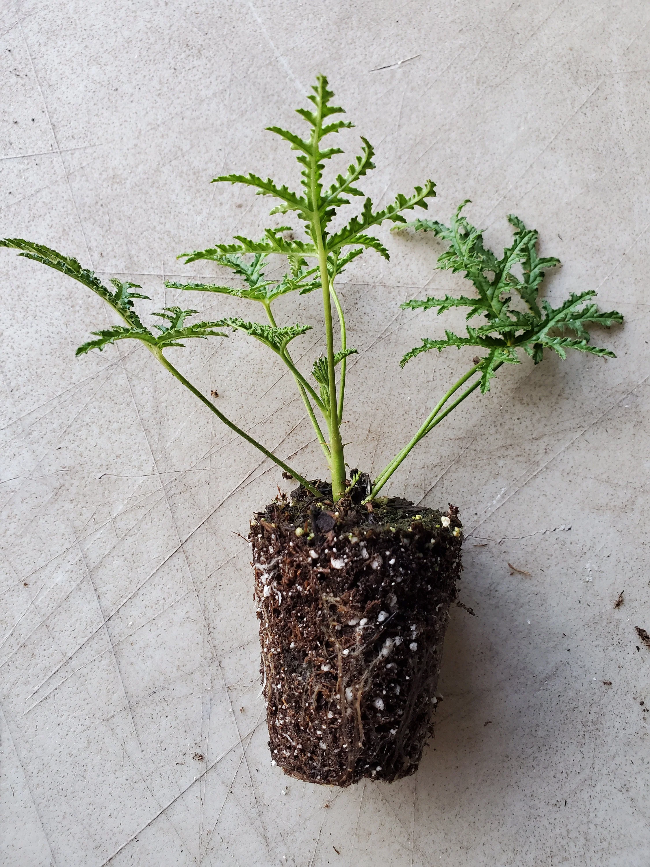 Scented Geranium Balsam - Image 2