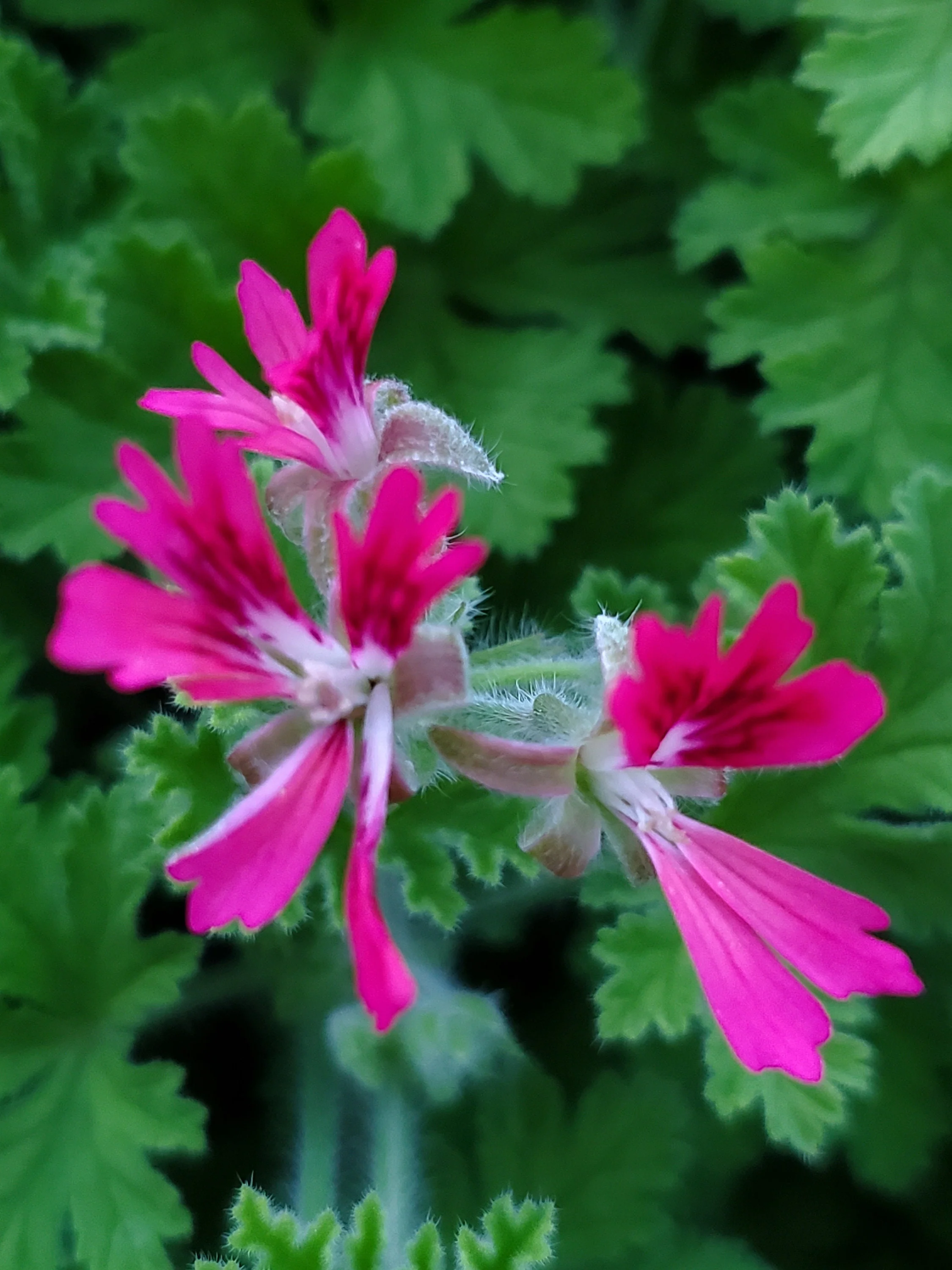 Scented Geranium Concolor Lace