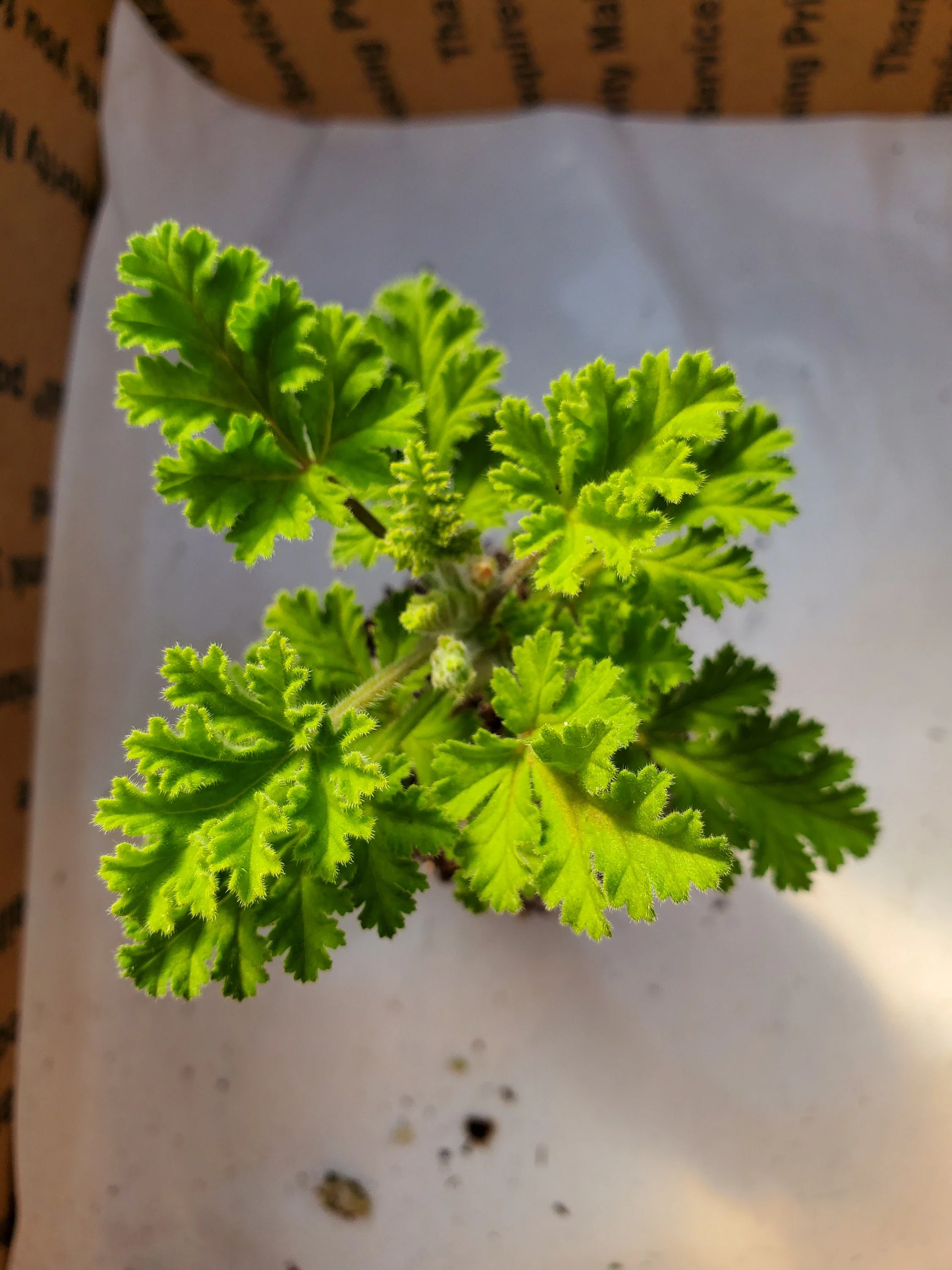 Scented Geranium Concolor Lace - Image 2