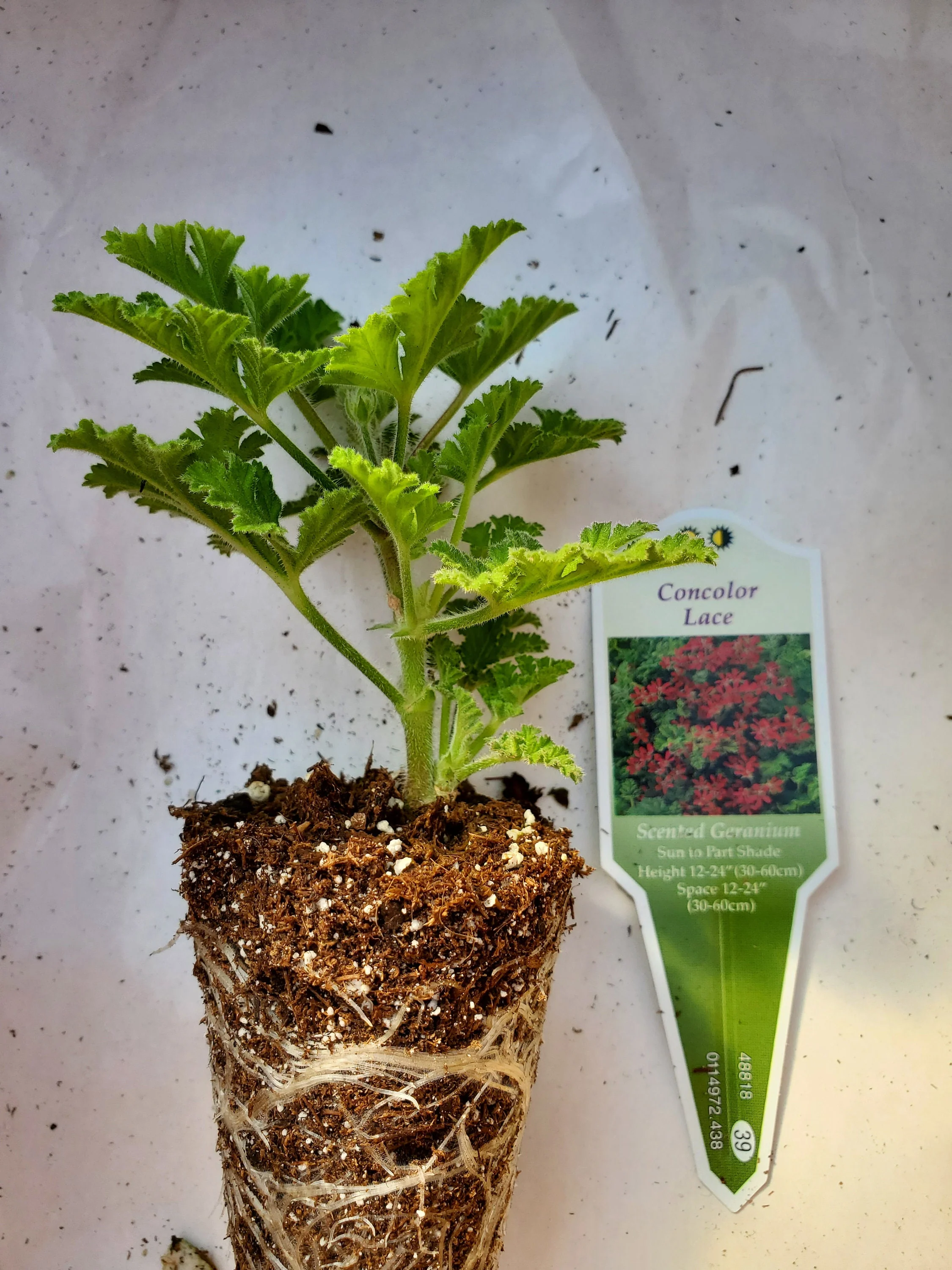 Scented Geranium Concolor Lace - Image 3