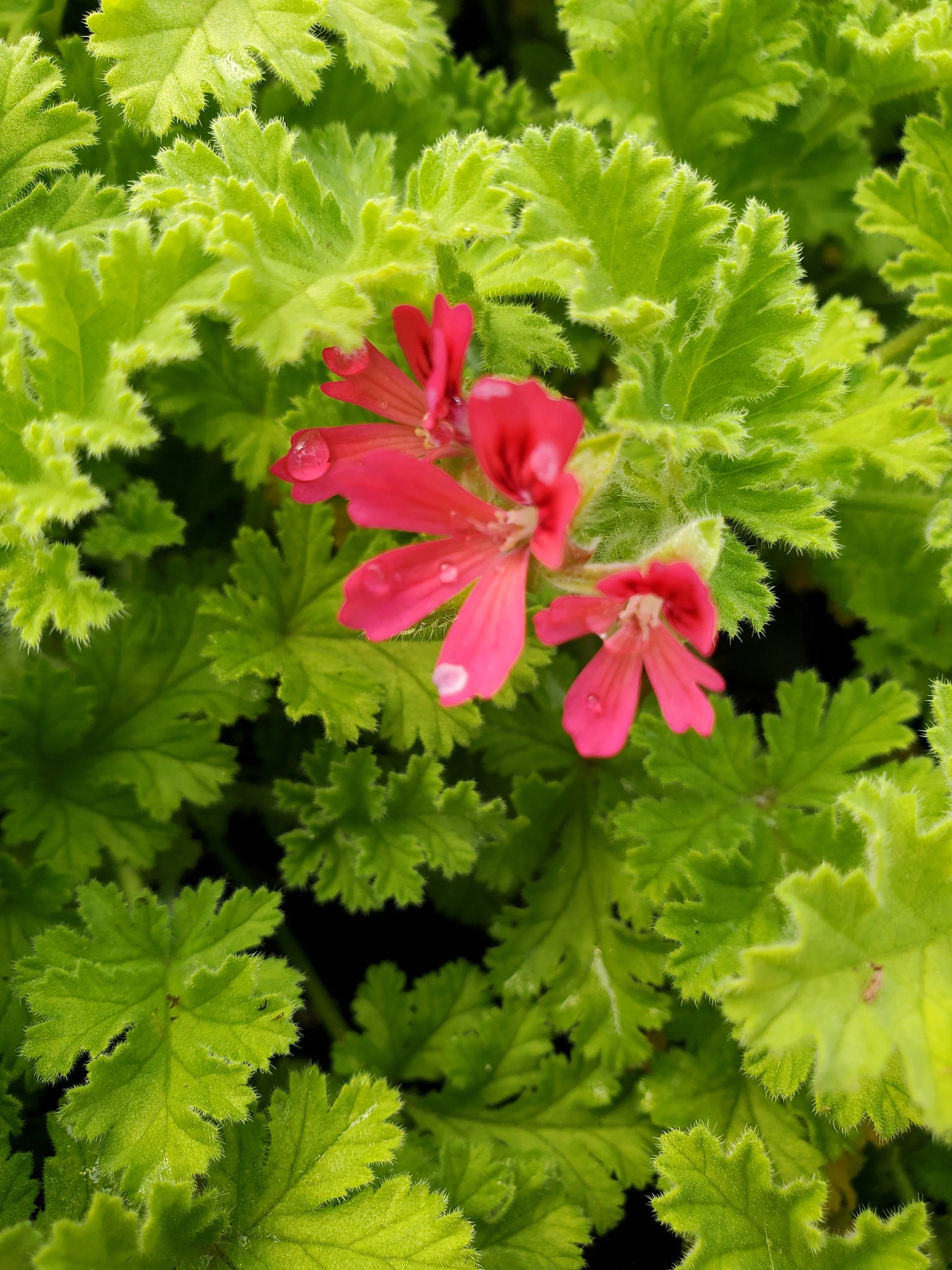 Scented Geranium Concolor Lace - Image 4