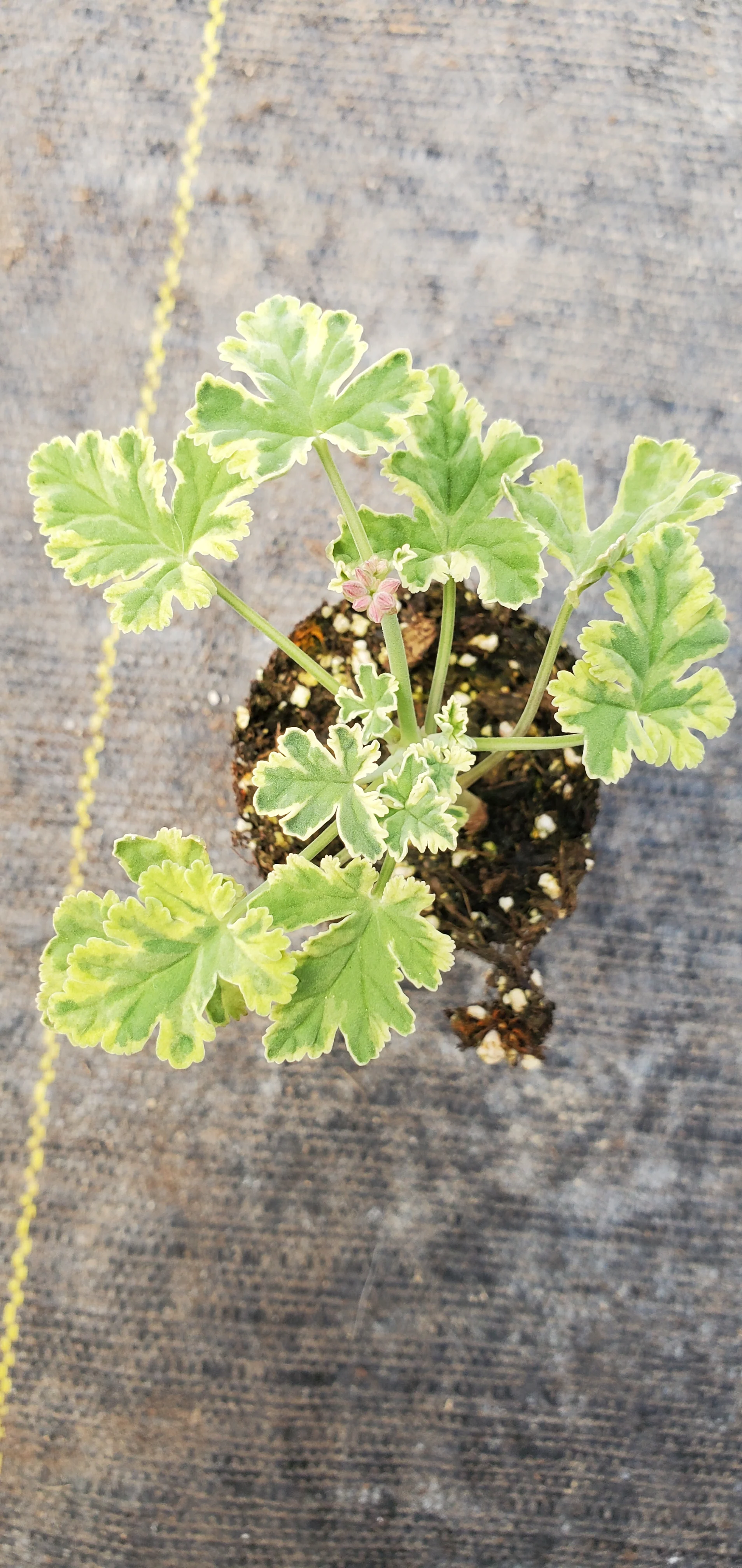 Scented Geranium Creamy Nutmeg