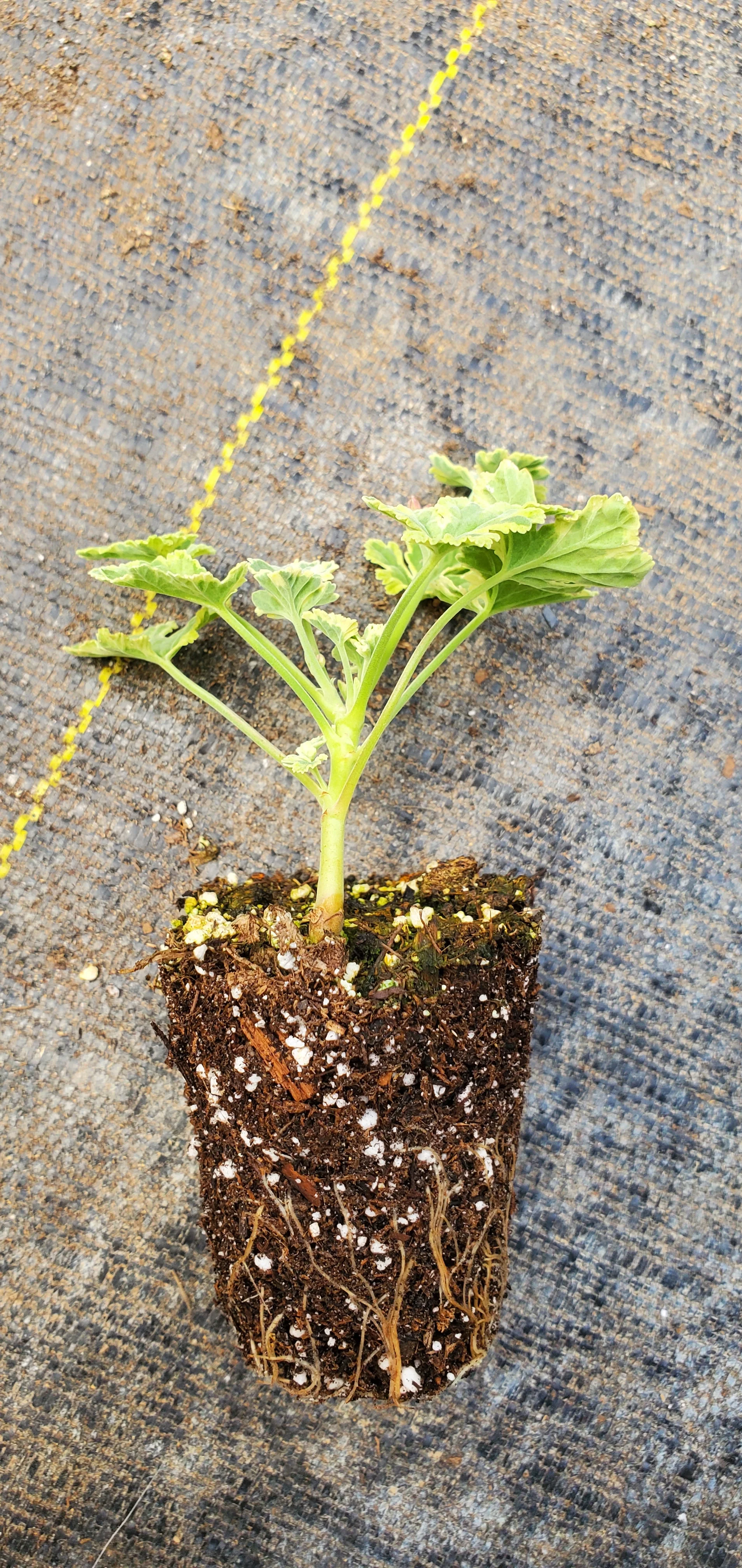 Scented Geranium Creamy Nutmeg - Image 2