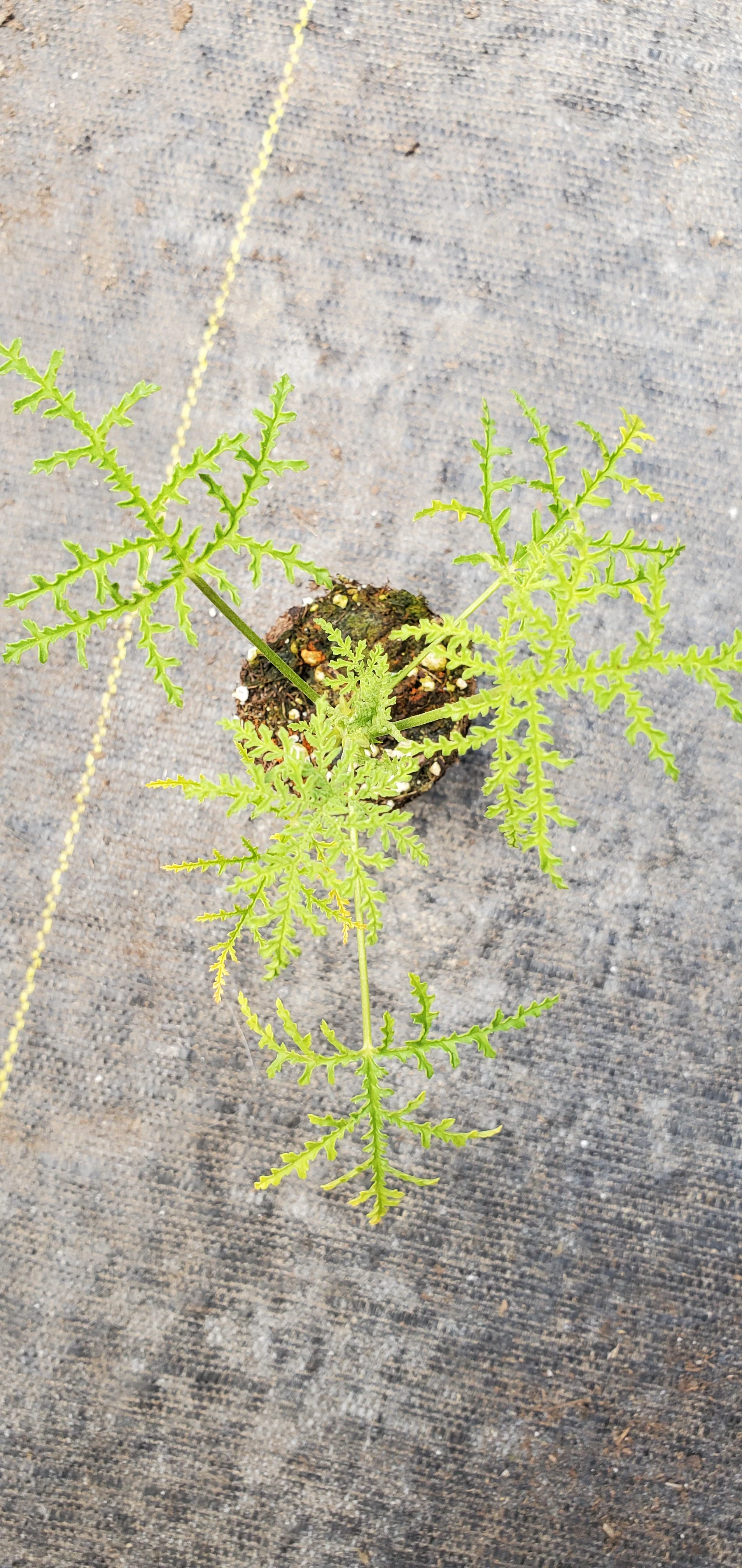 Scented Geranium Fernleaf