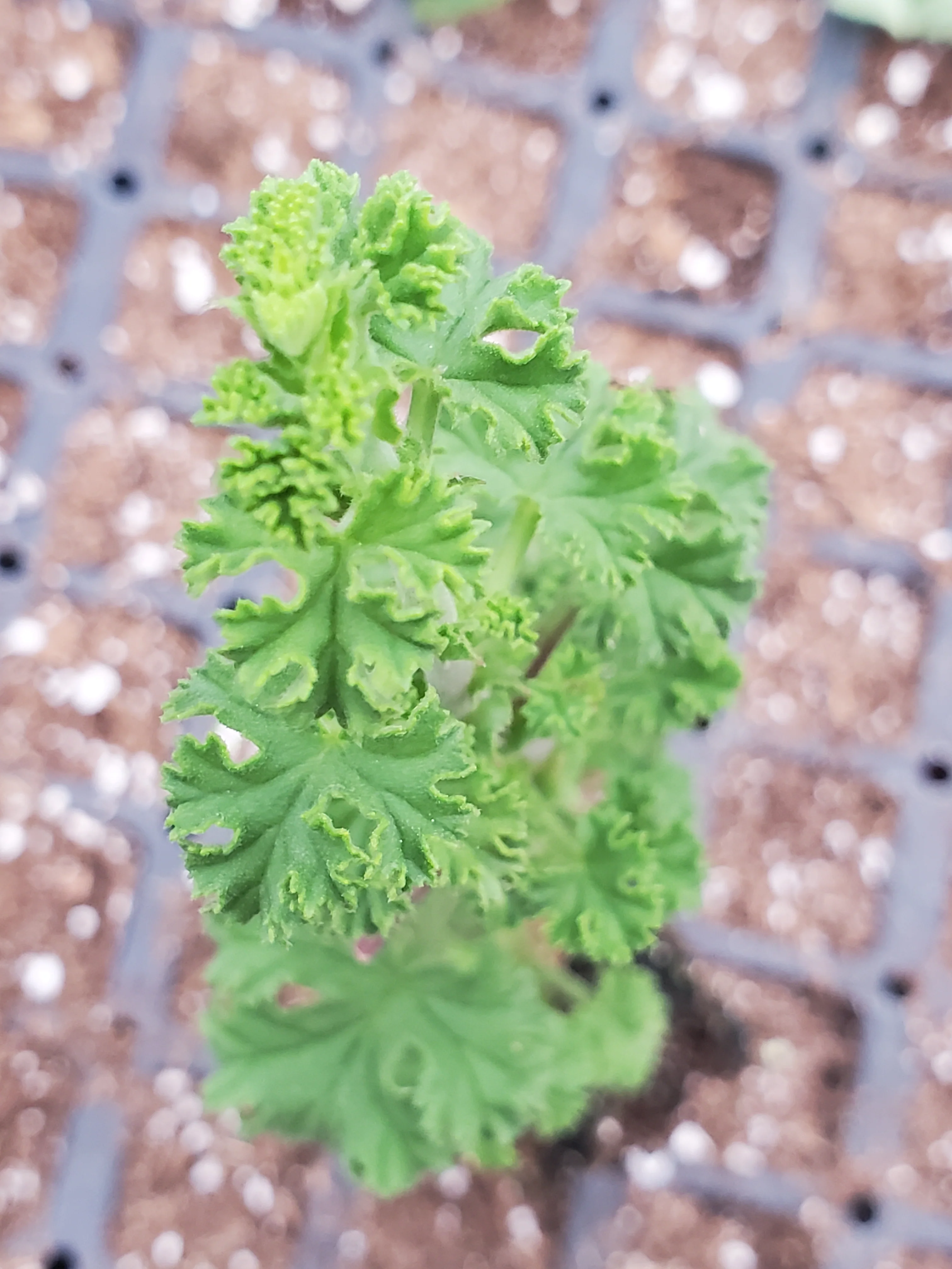 Scented Geranium Fingerbowl Lemon