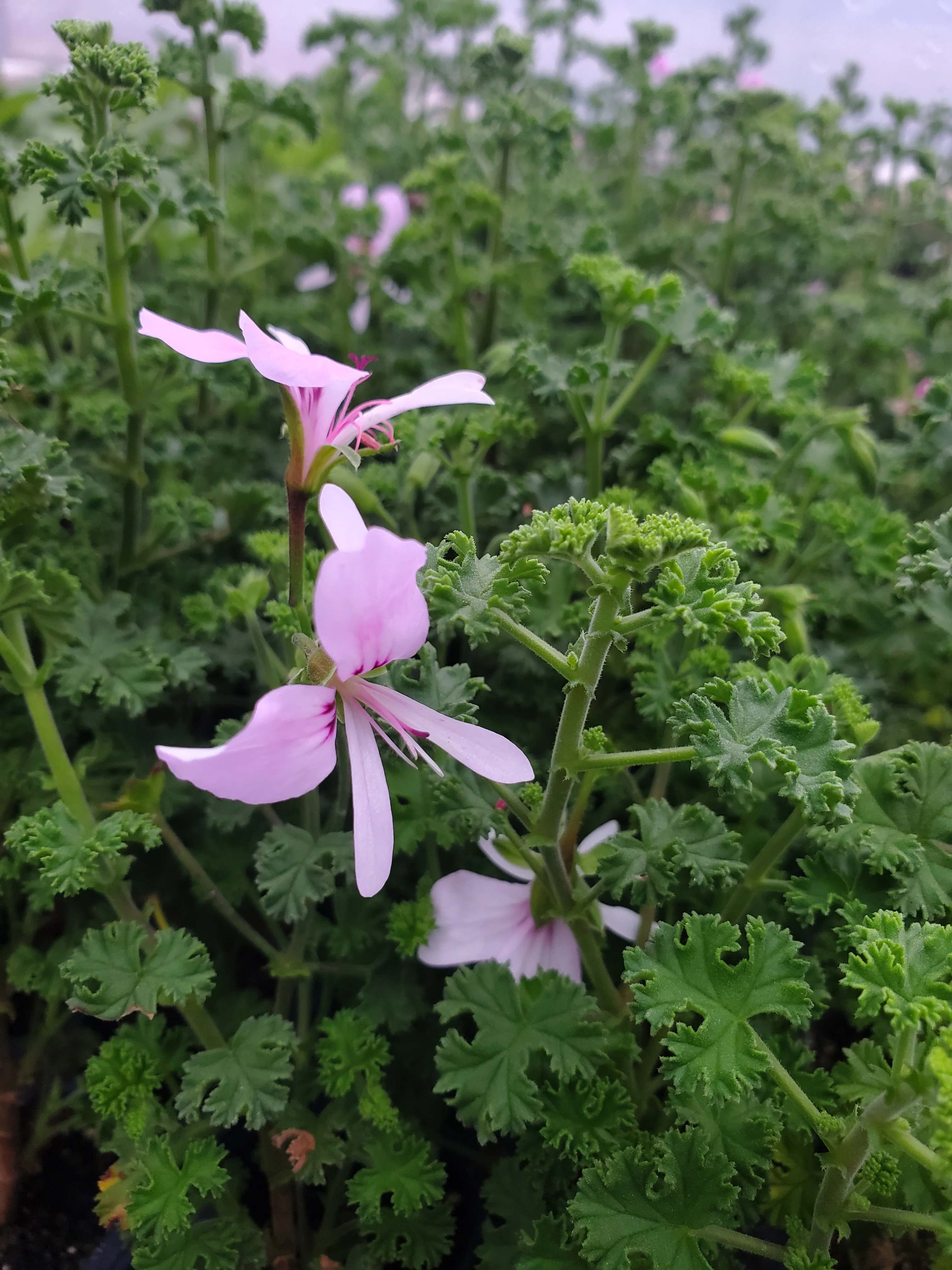 Scented Geranium Fingerbowl Lemon - Image 3