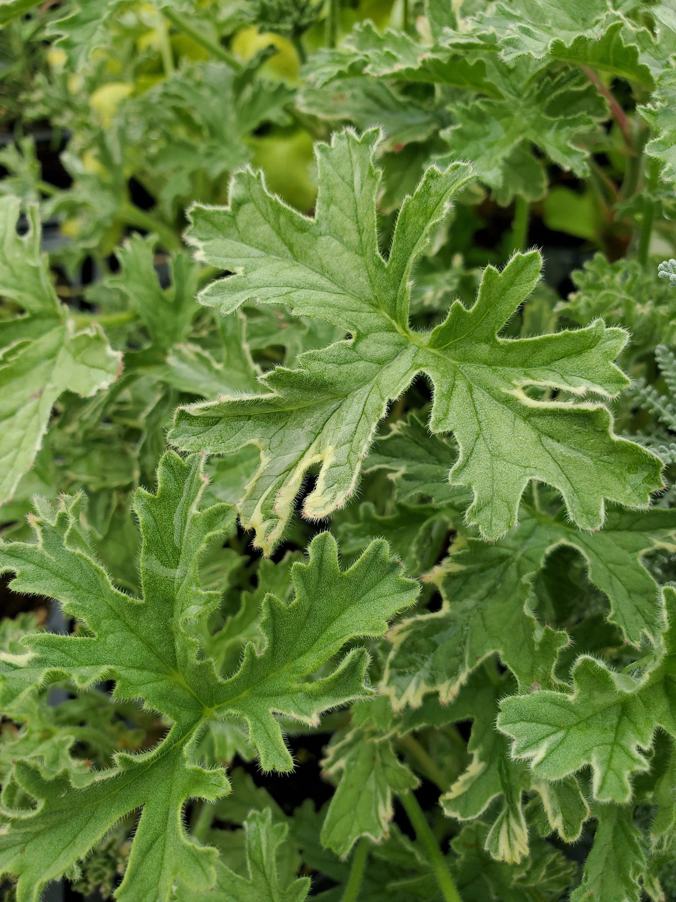 Scented Geranium Gray Lady Plymouth