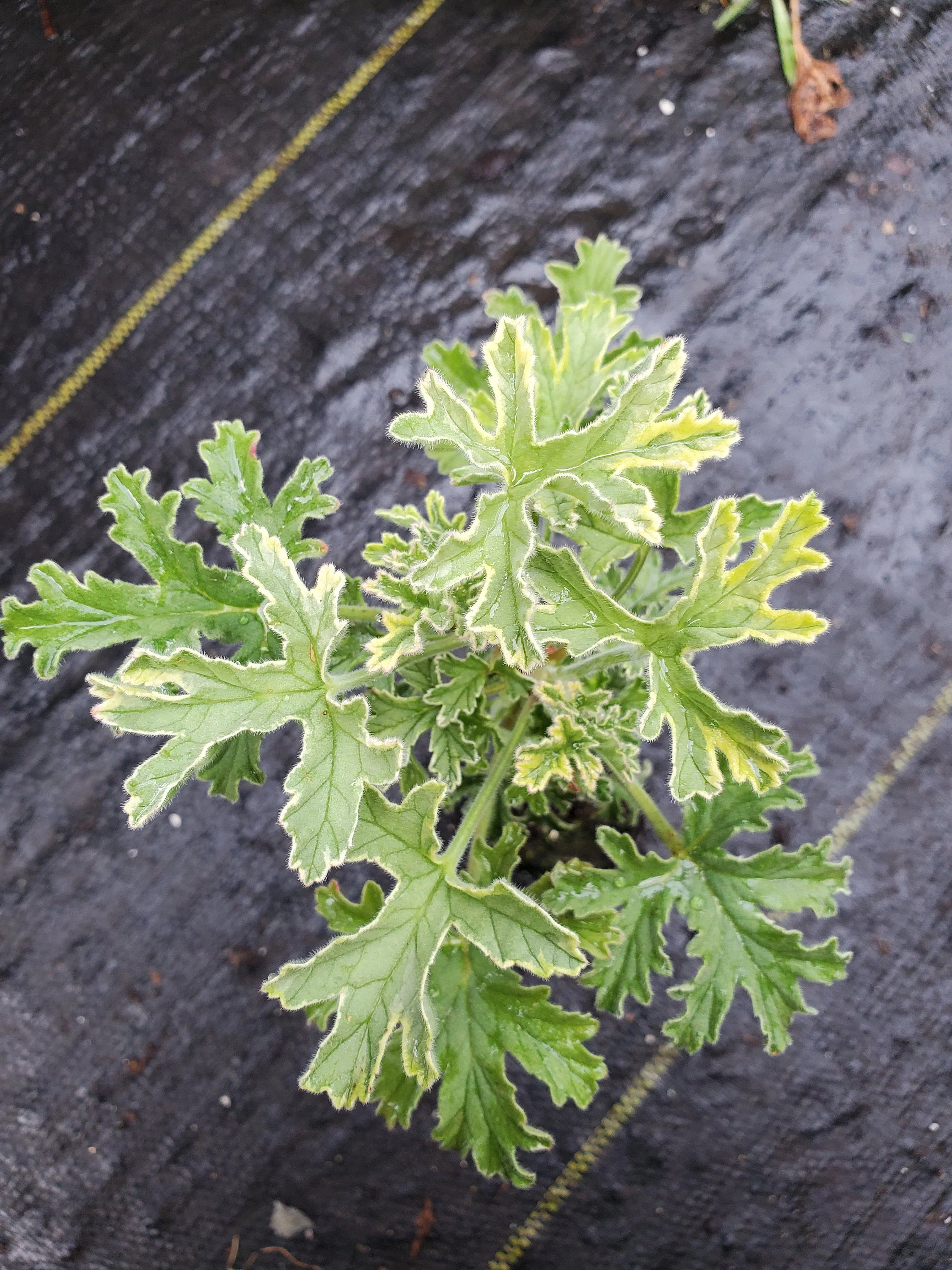 Scented Geranium Gray Lady Plymouth - Image 2