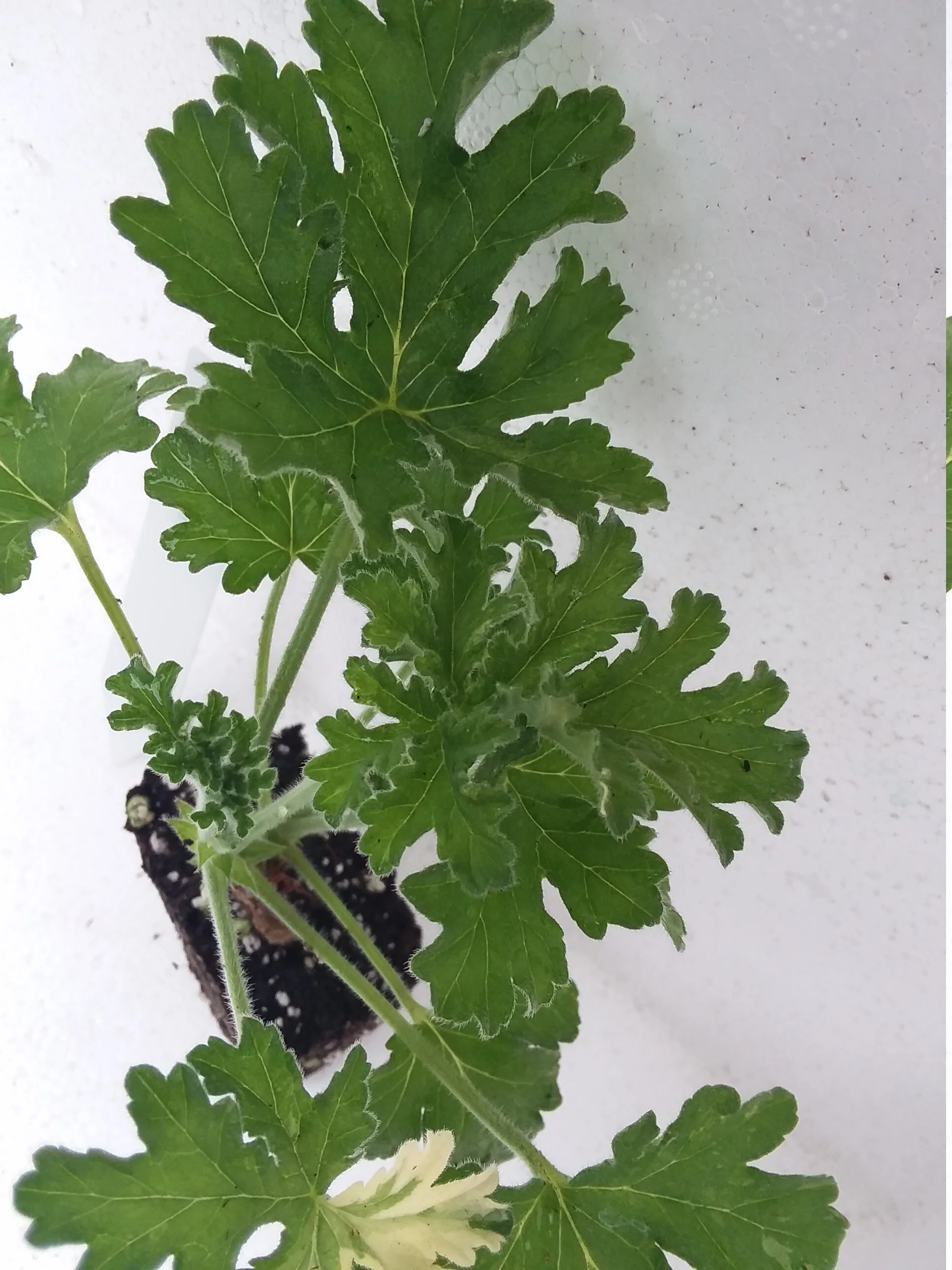 Scented Geranium Joy Lucille - Image 3
