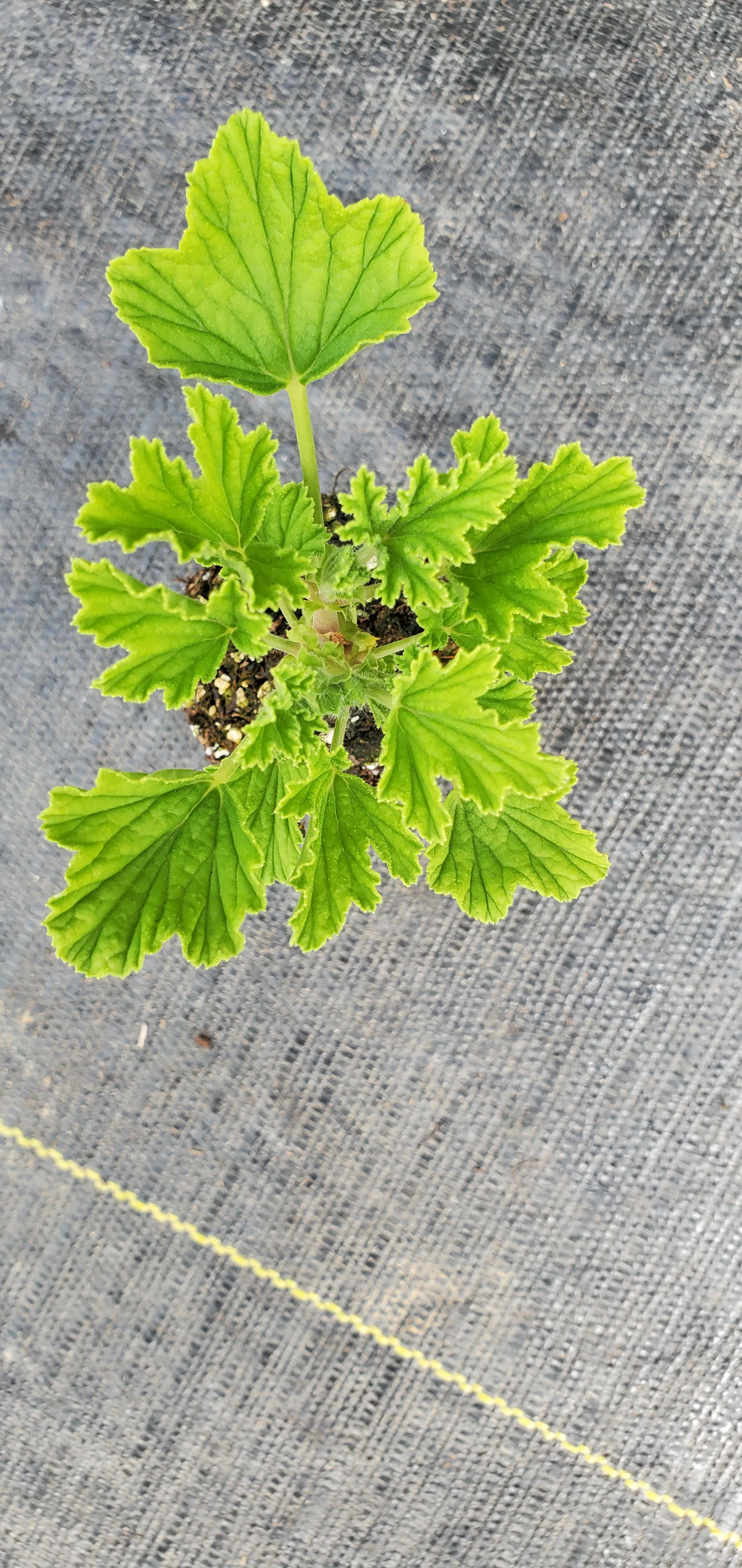 Scented Geranium Lemon Fizz