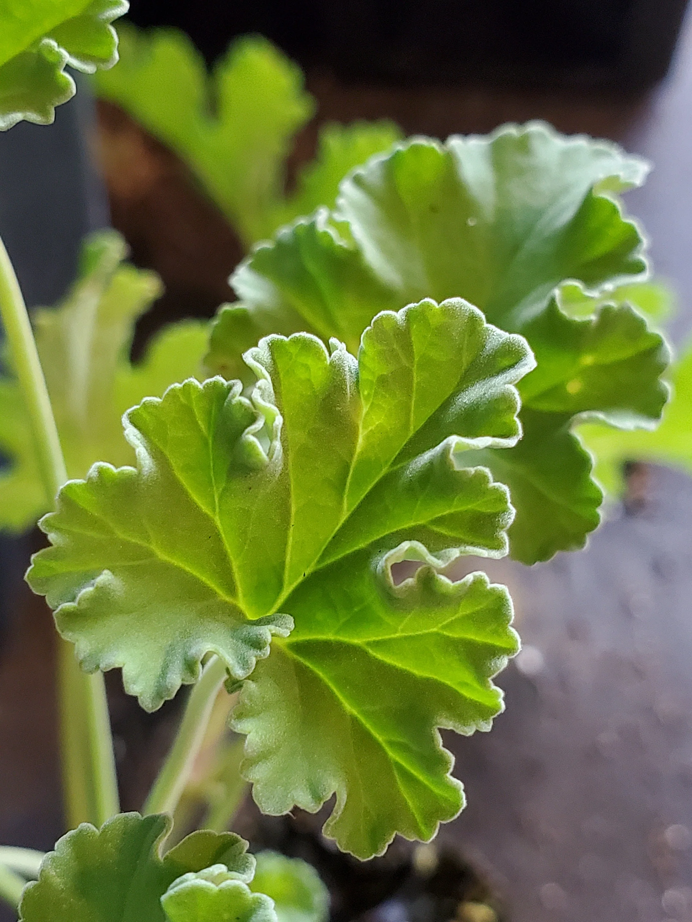 Scented Geranium Nutmeg