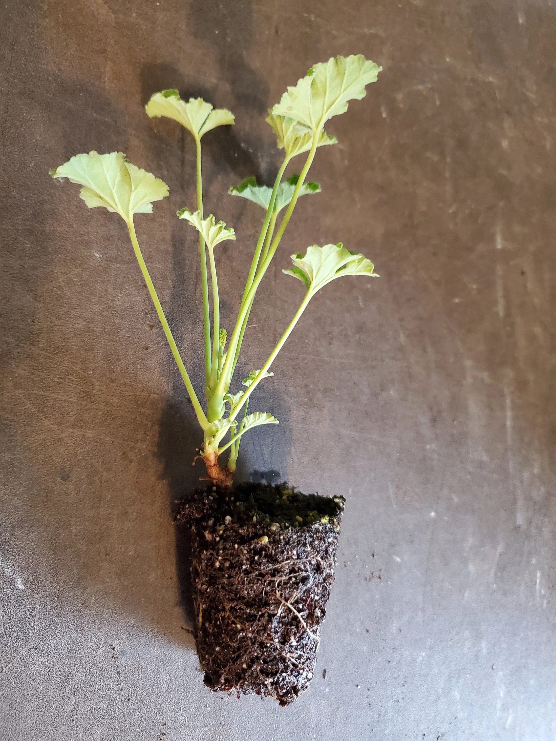 Scented Geranium Nutmeg - Image 2