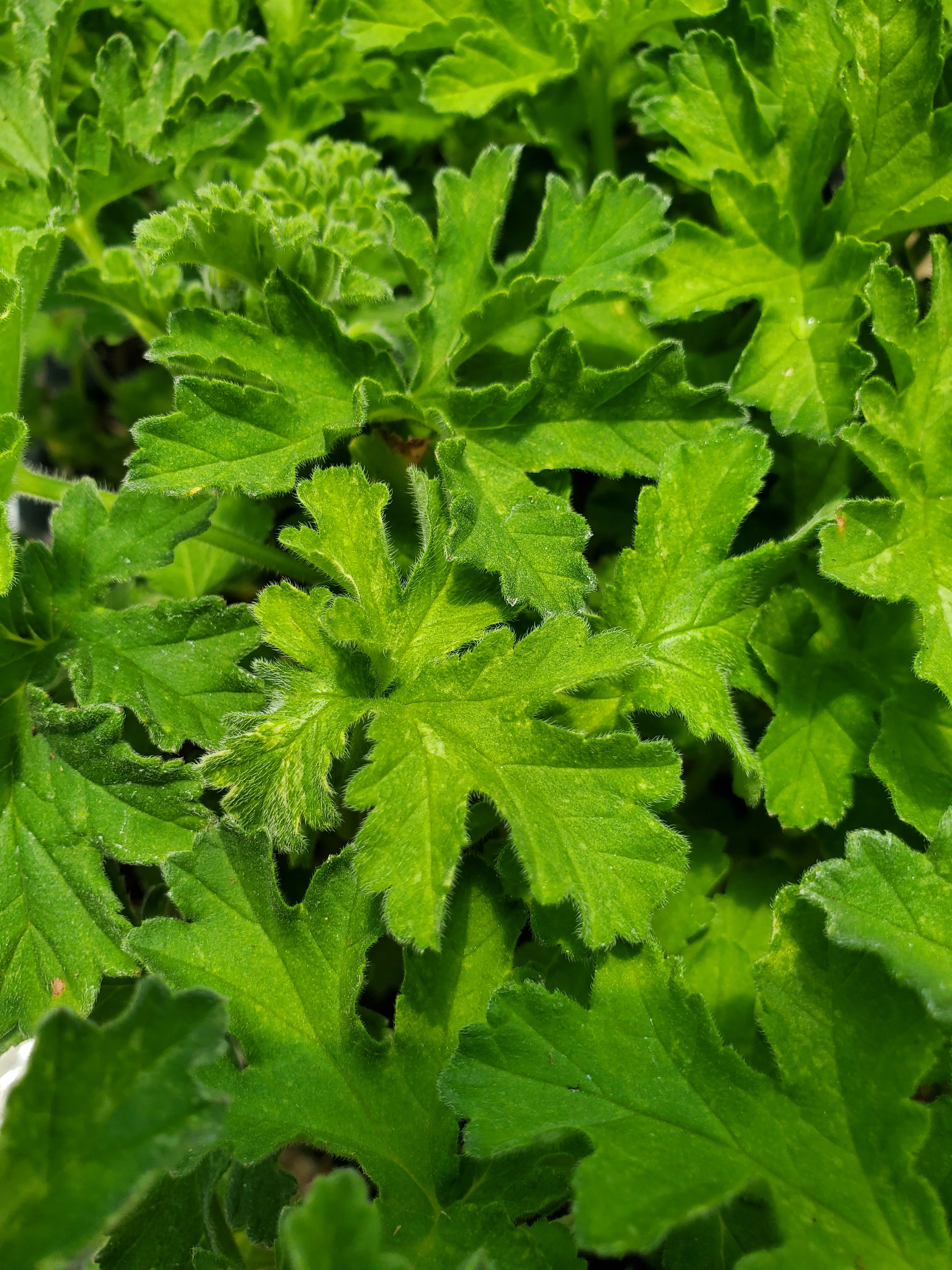 Scented Geranium Peacock - Image 3