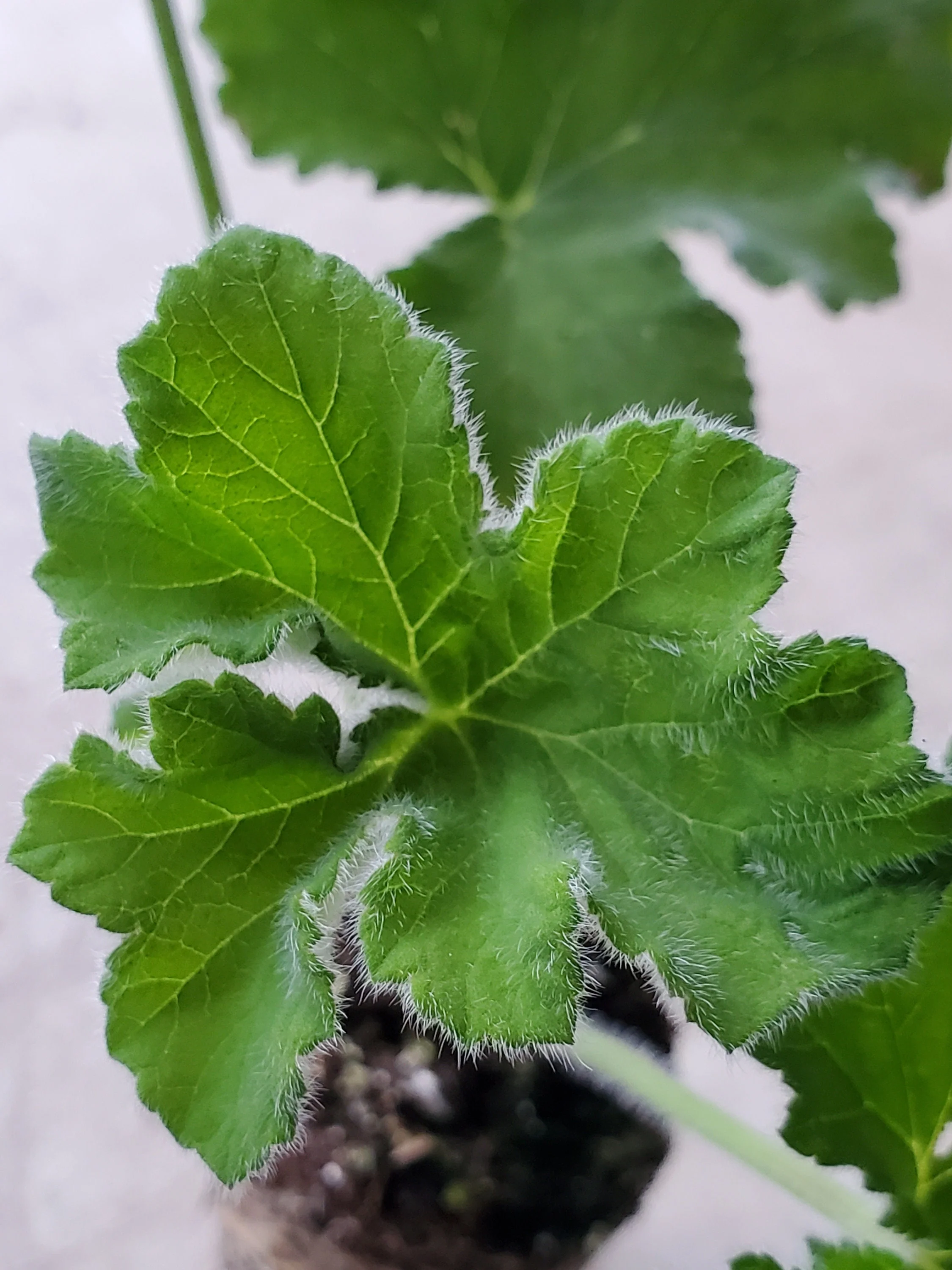 Scented Geranium Peppermint