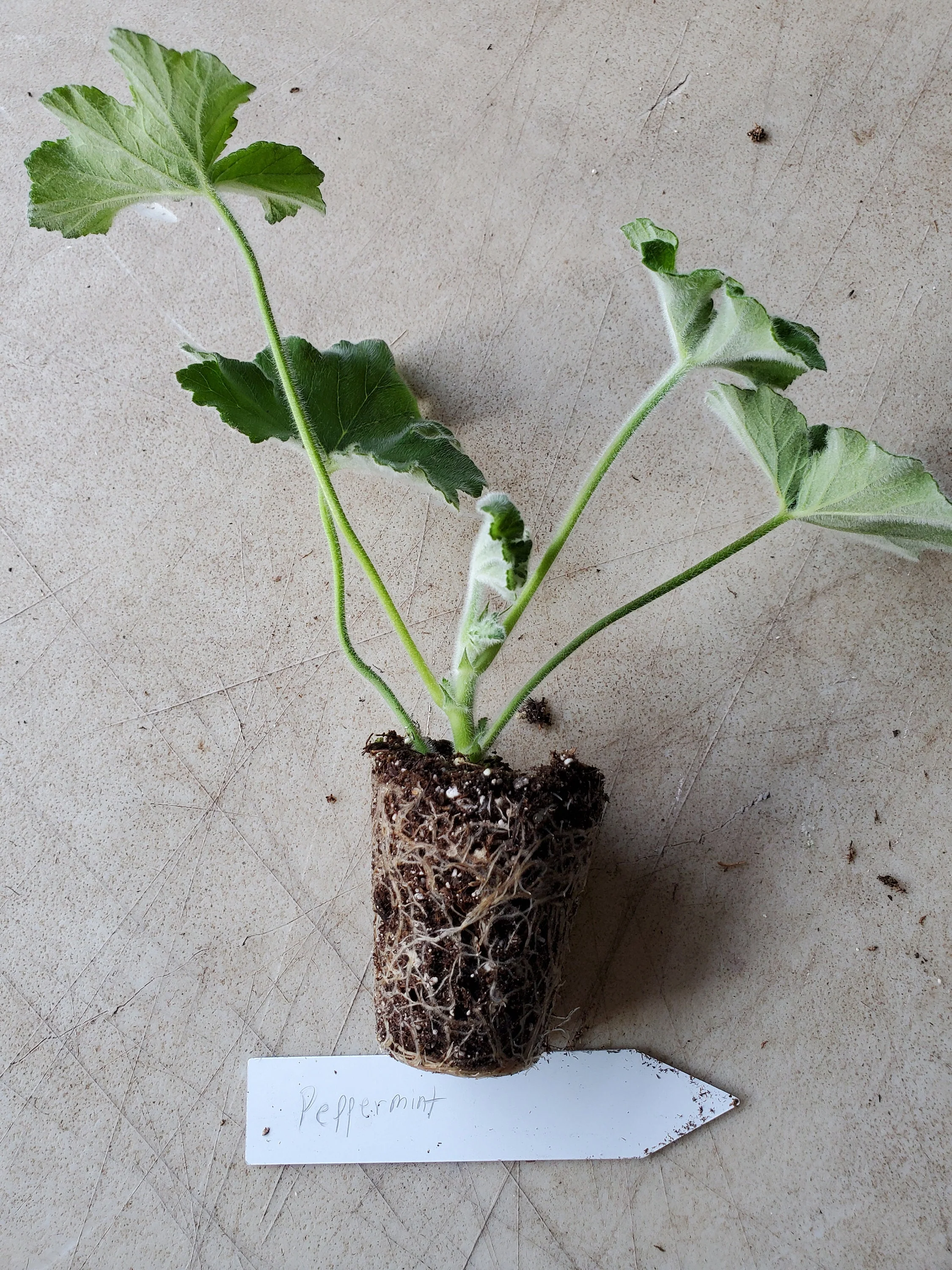 Scented Geranium Peppermint - Image 3