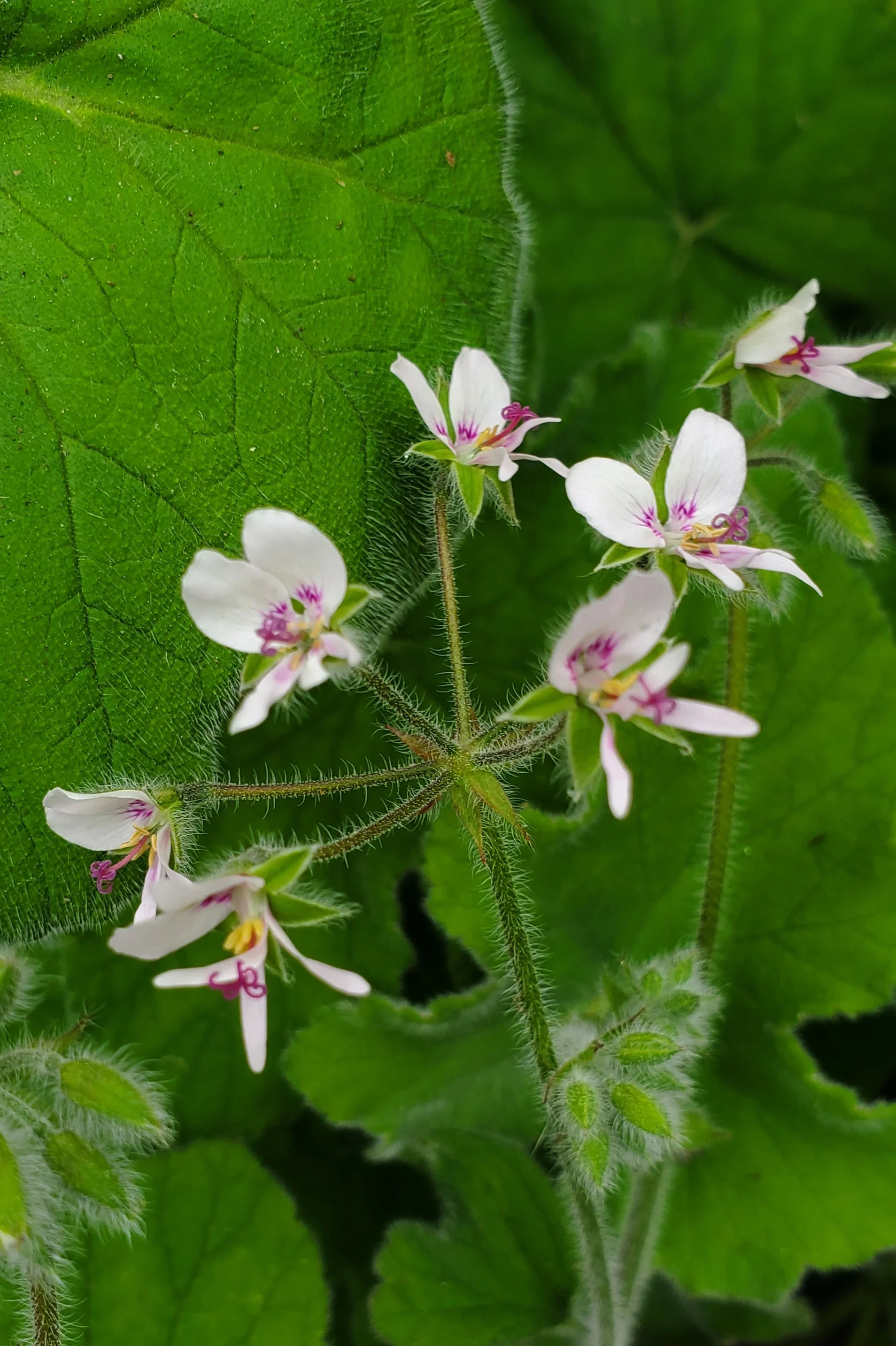 Scented Geranium Peppermint - Image 4