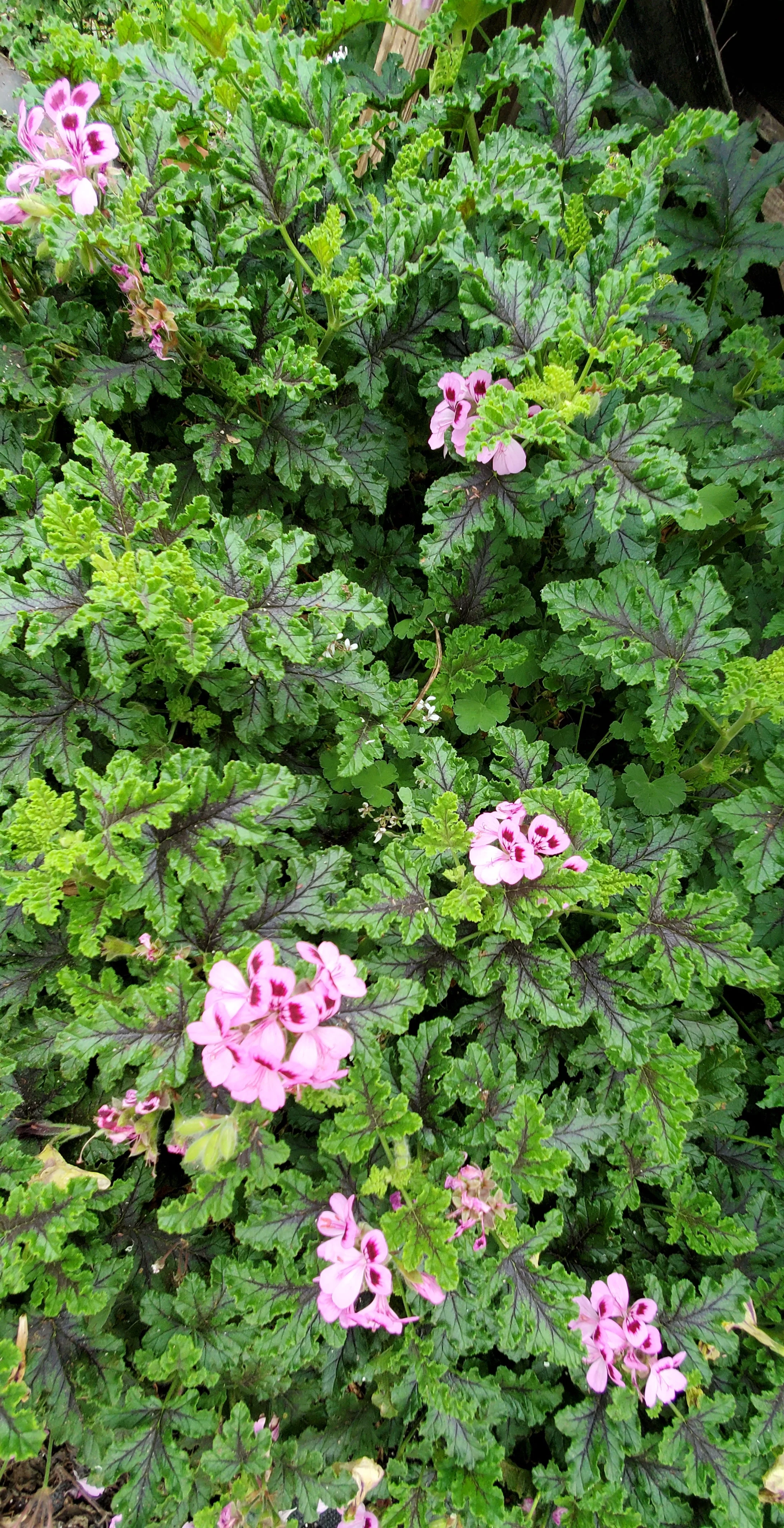 Scented Geranium Quercifolia