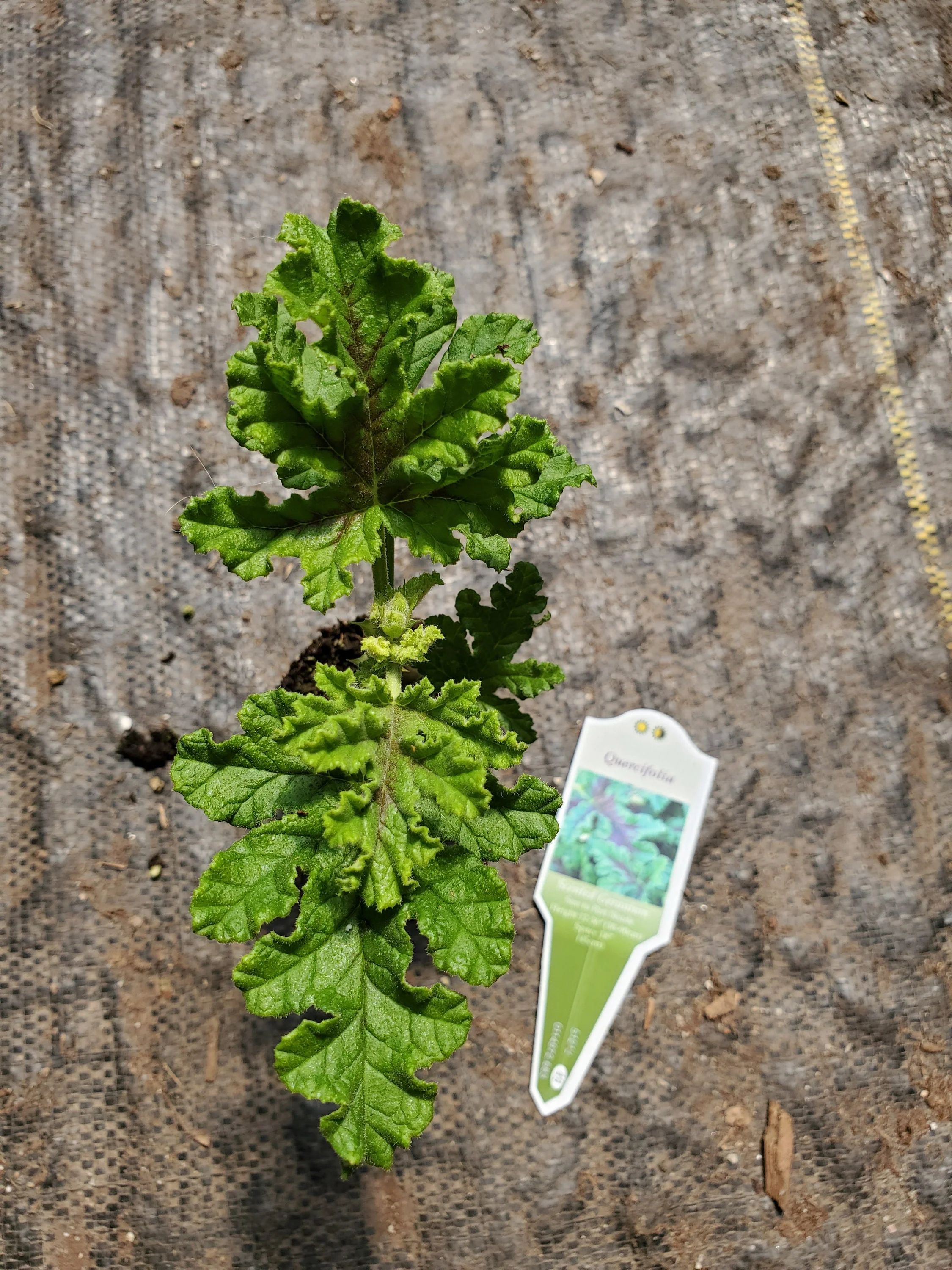 Scented Geranium Quercifolia - Image 2